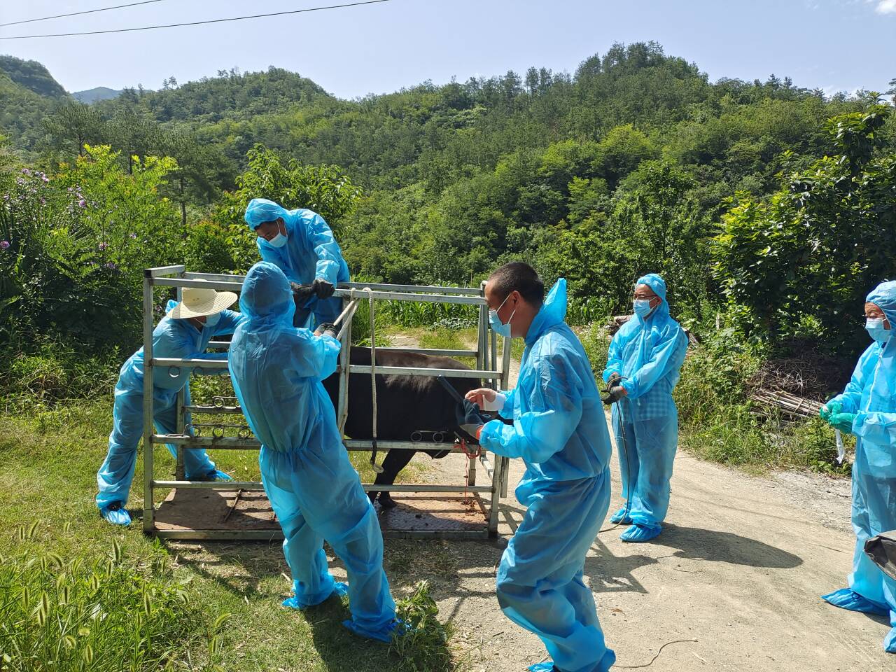 夷陵区开展夏季重大动物疫病“大消杀”行动