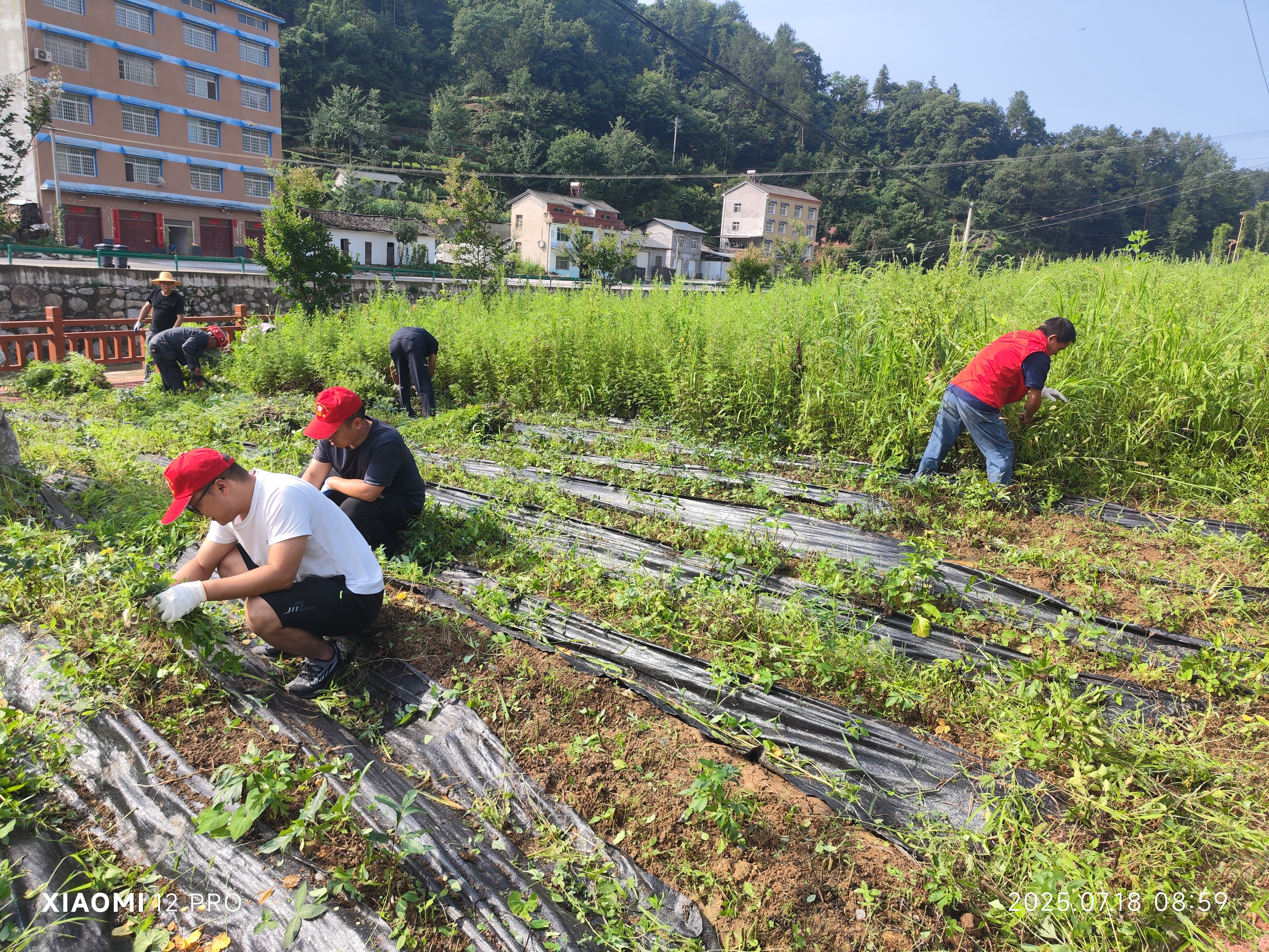【新时代文明实践】杂草清除换新颜，用“志愿红”守护“生态绿”