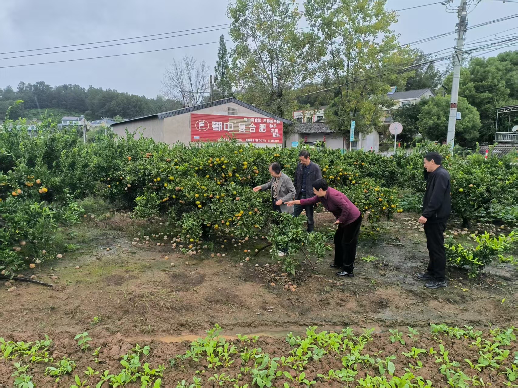 连续阴雨，夷陵区精准施策防病害