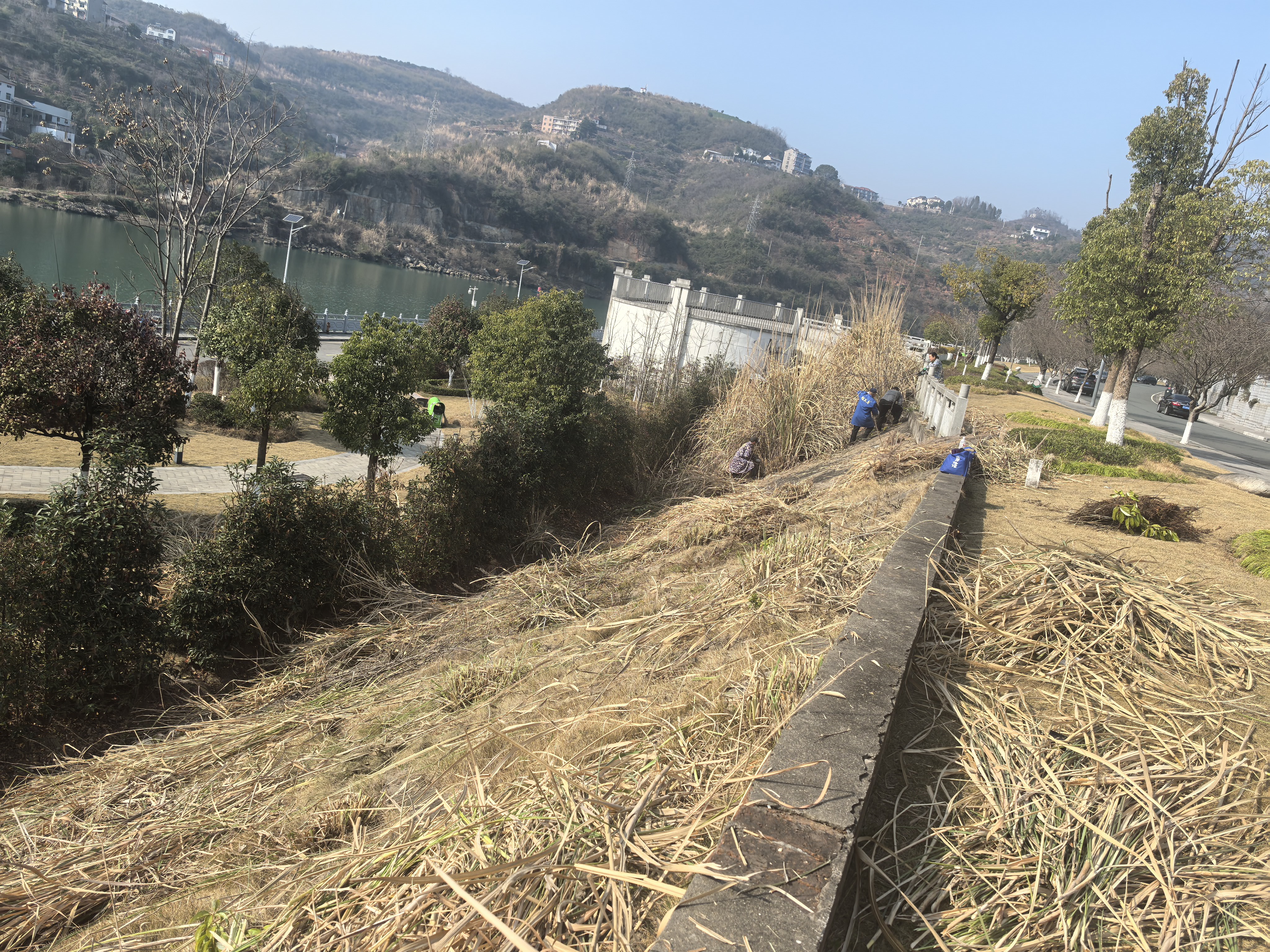 长江市场社区：清茅草 除火患 护家园