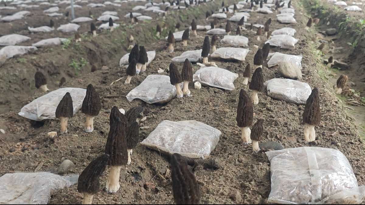 雾渡河镇多了个“鲜”味儿：羊肚菌试种成功，冬闲田变“增收田”