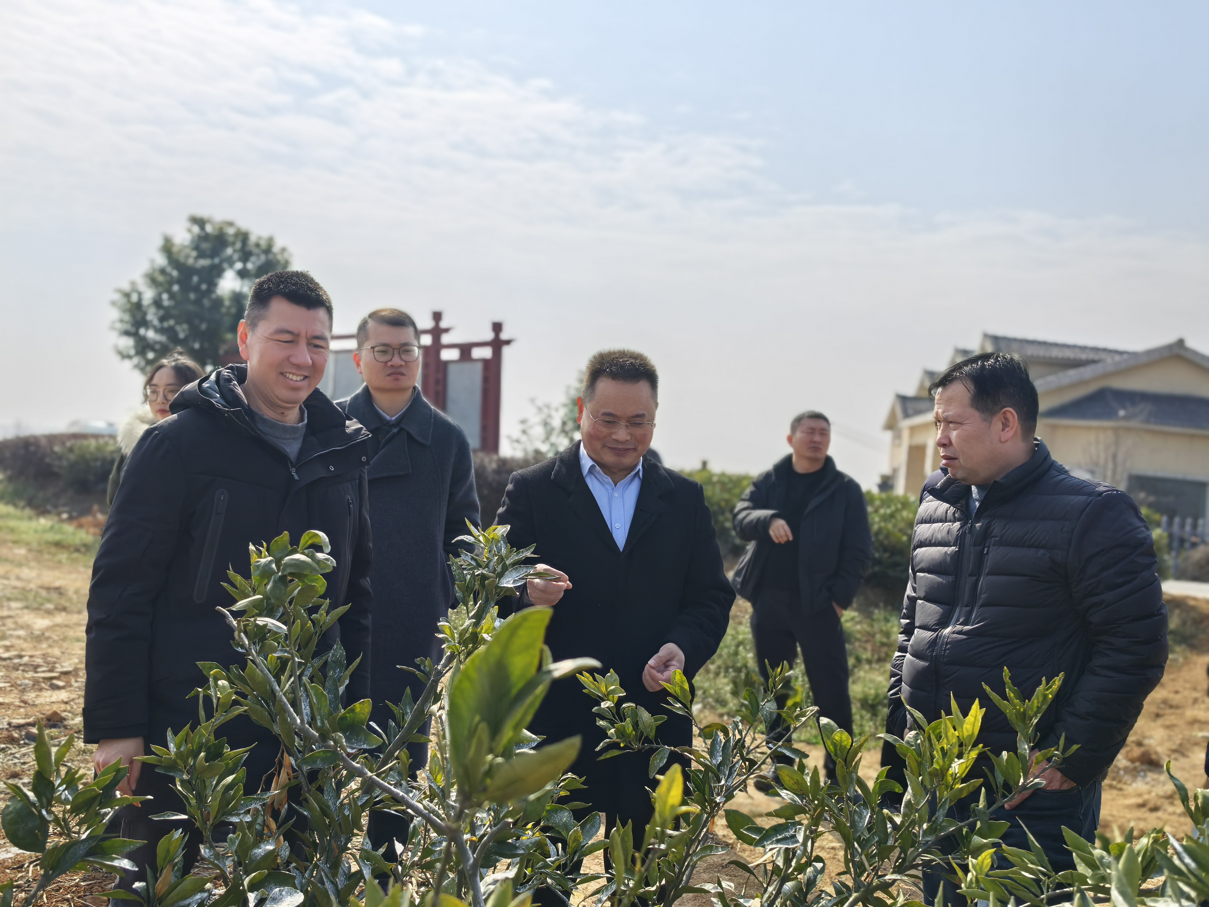 马年春来早，专家一线忙指导