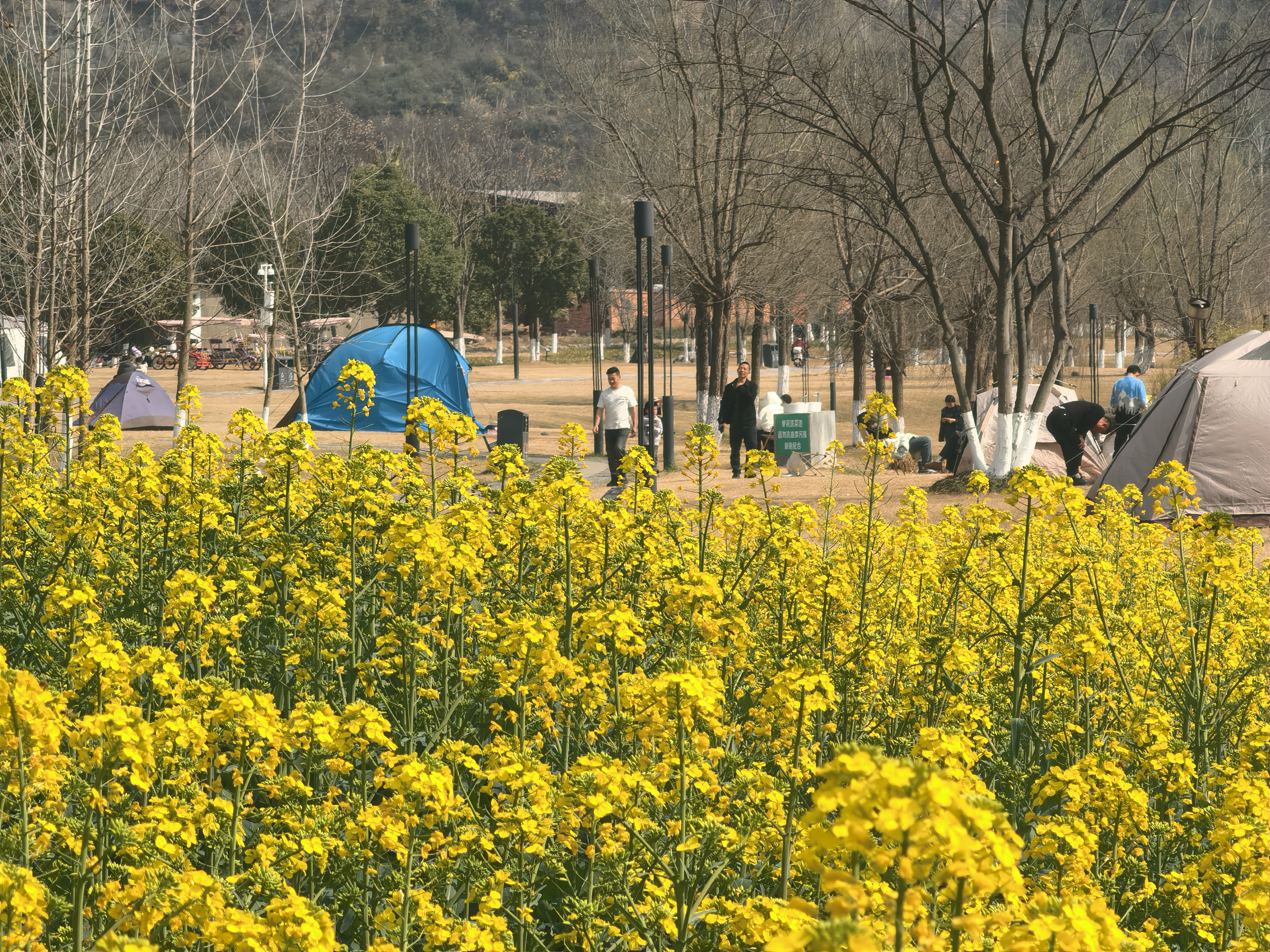 下坪湿地公园的油菜花开啦