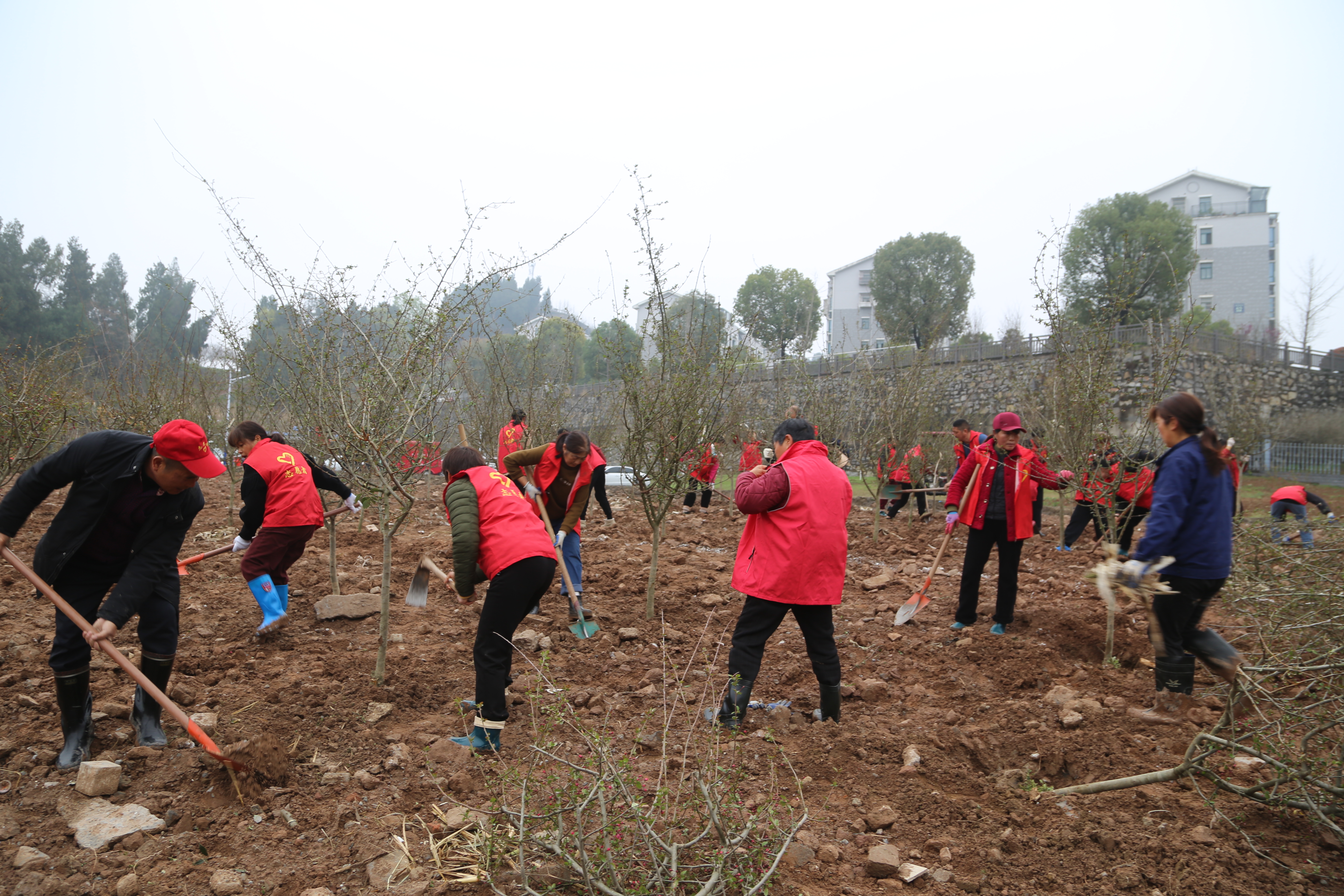 春回大地添新绿 植树造林正当时——东城试验区开展义务植树活动