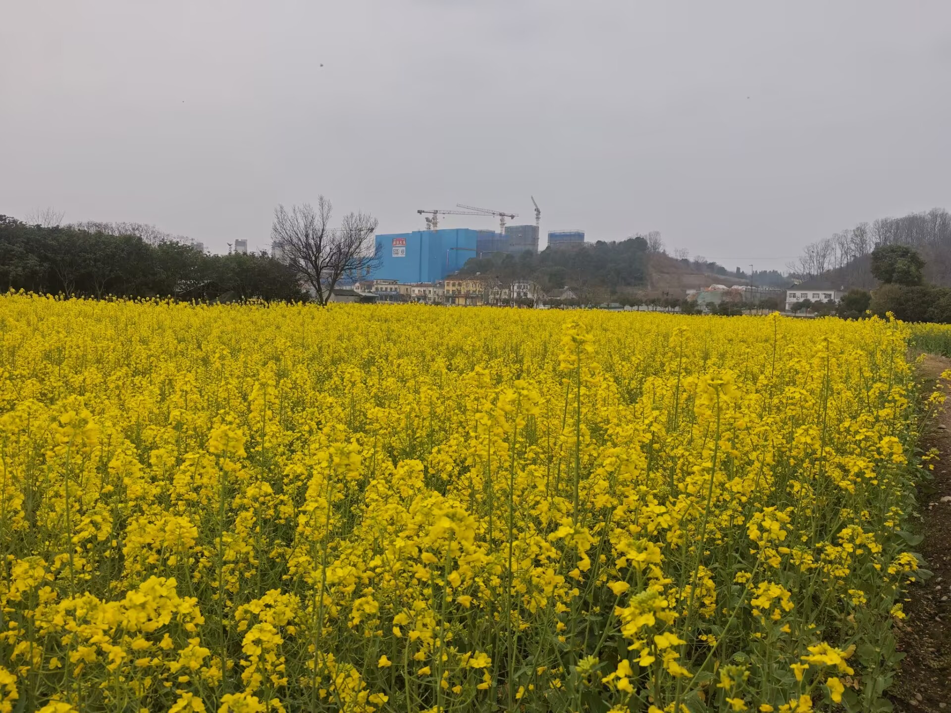 龙泉：油菜花开