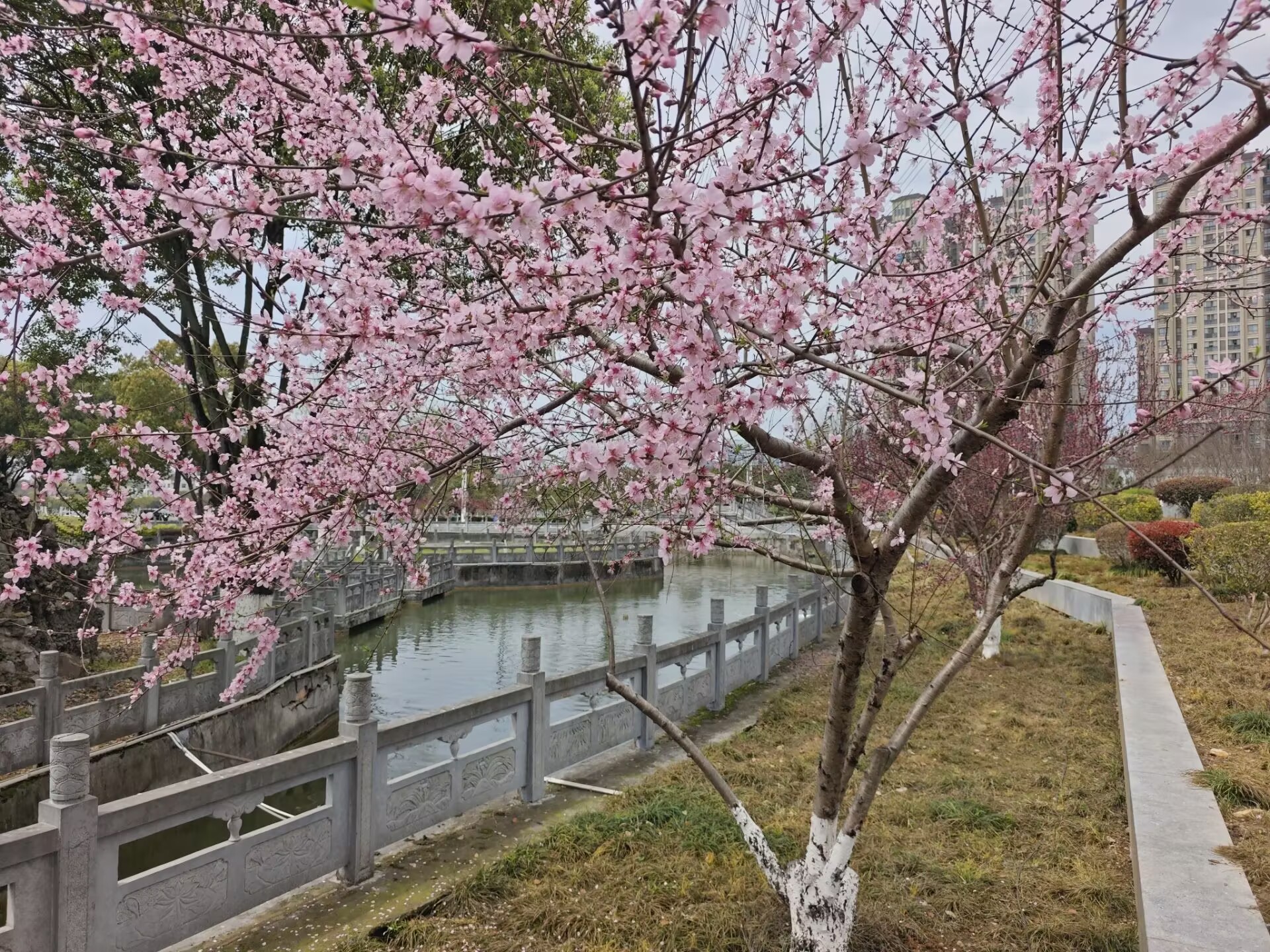 龙泉桃花醉春风