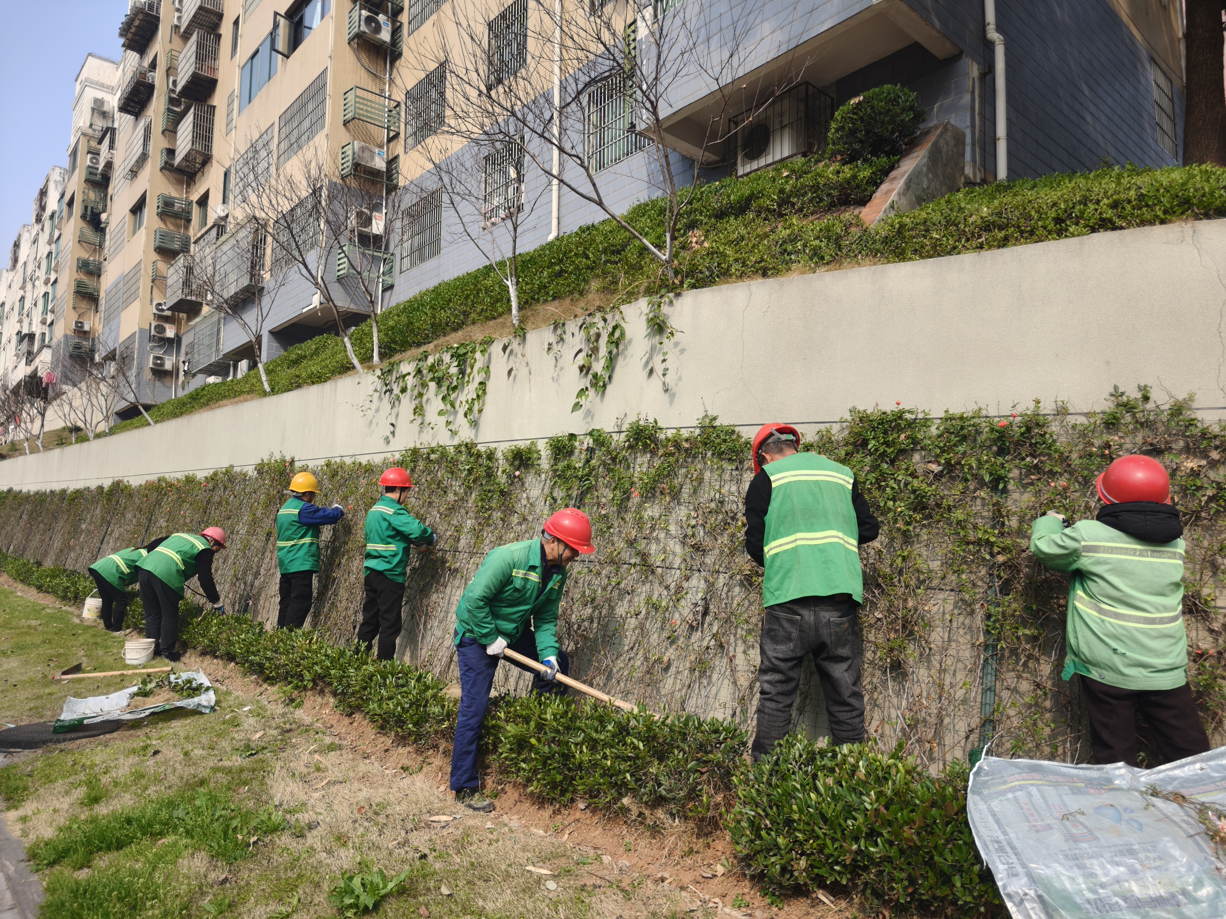 精细管养促繁花 满城月季迎春风