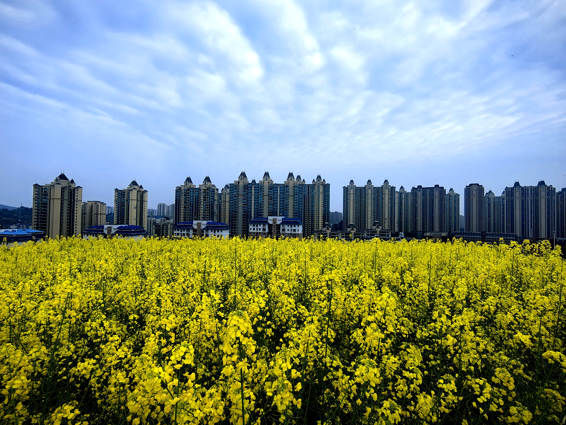 满目芳菲醉春风 新老城区共绘春日盛景