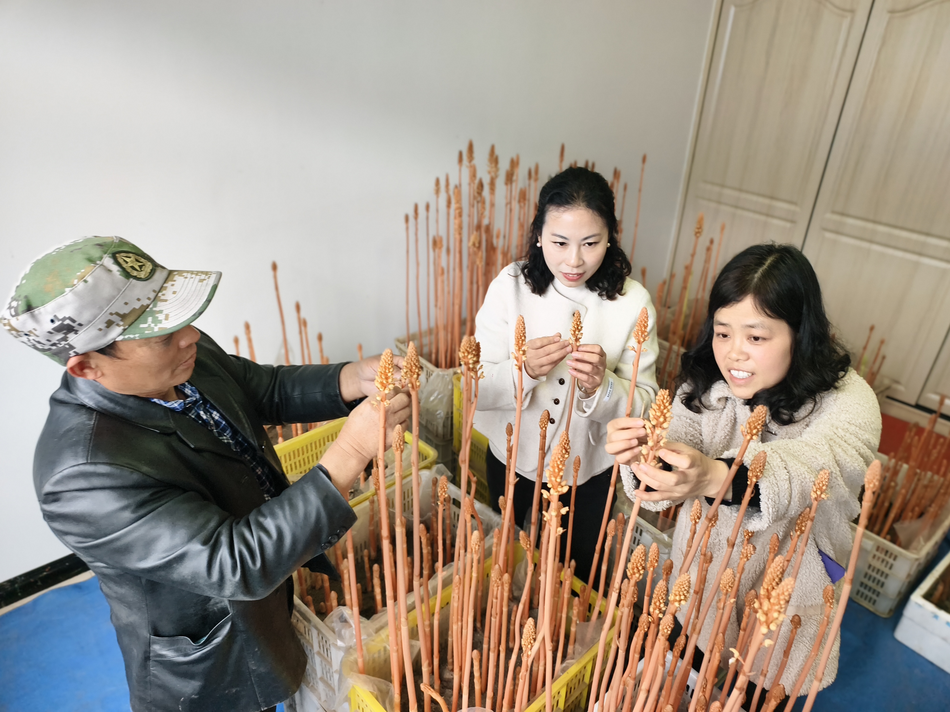 雾渡河棚内传绝技 天麻杂交授粉助丰产