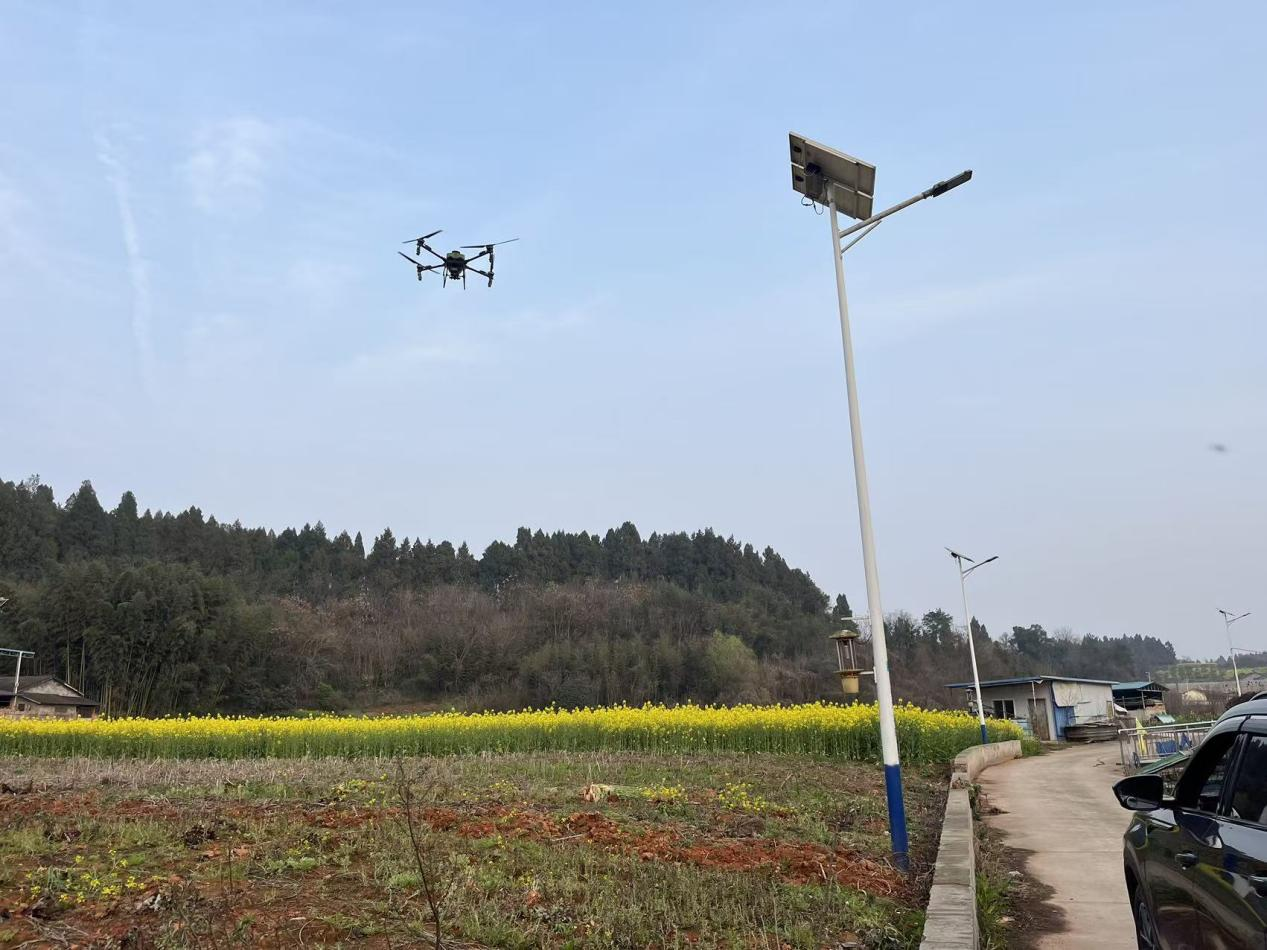 鸦鹊岭镇：科技飞防护春耕 油菜田管提效能