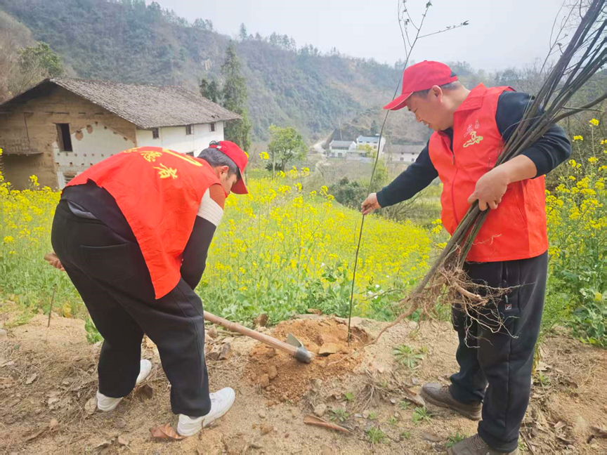 乐天溪镇沙坪村开展义务植树活动