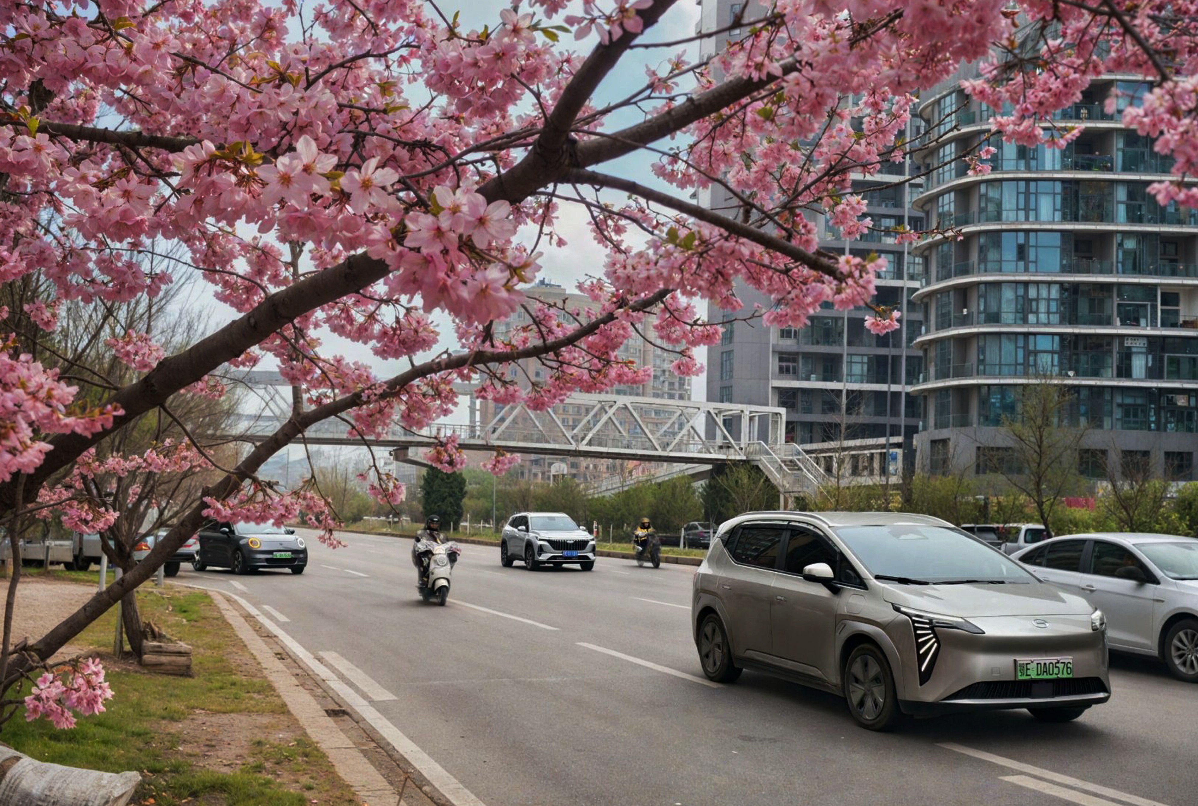 夷陵发展大道樱花盛放 生态大道绘就春日和谐画卷
