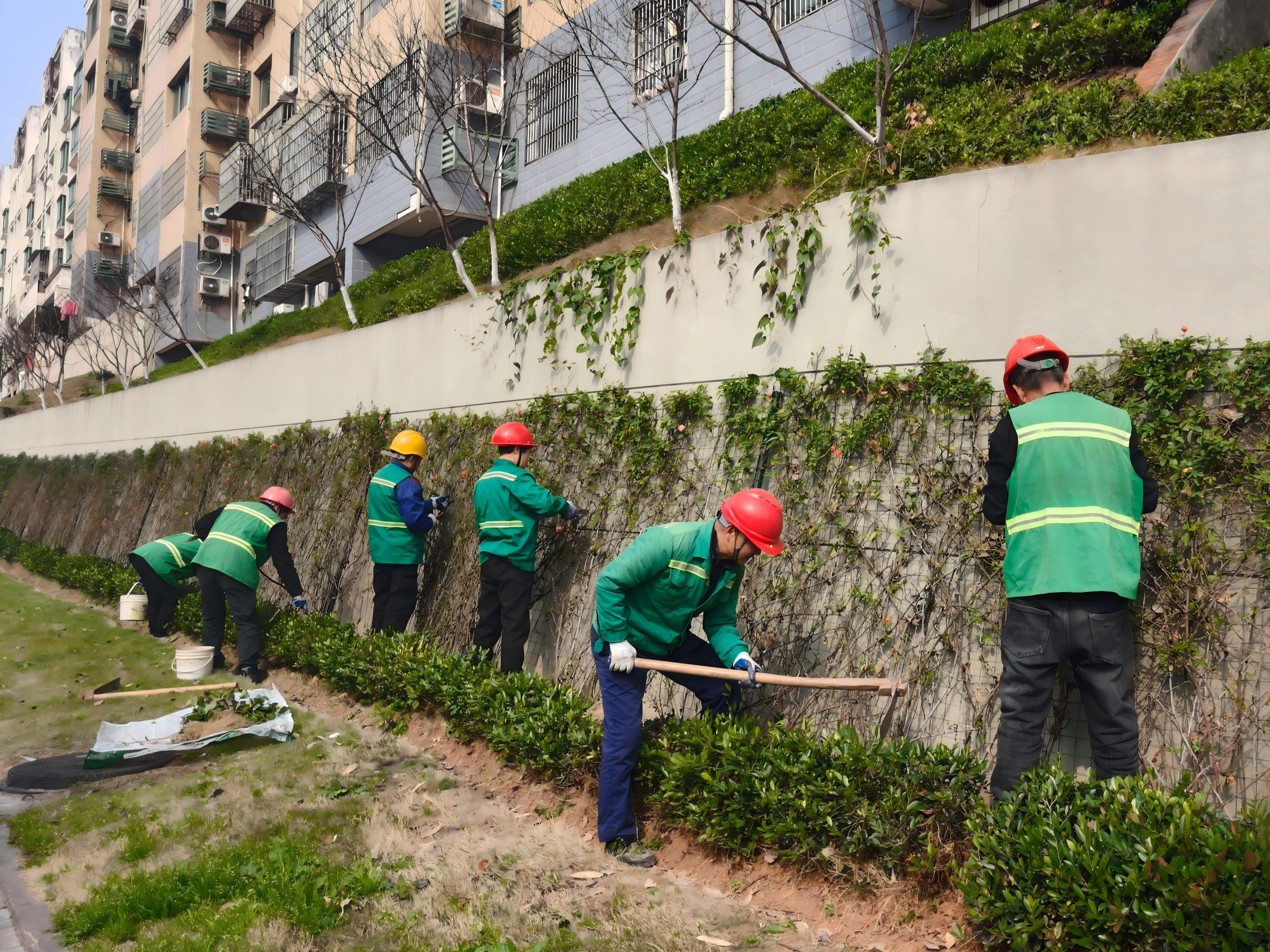 花苞满枝待芳华 满城月季邀君赏——夷陵月季盛景即将惊艳上线