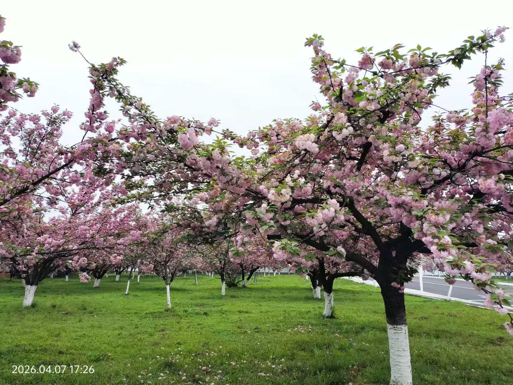樱花朵朵开  醉美风景入画来