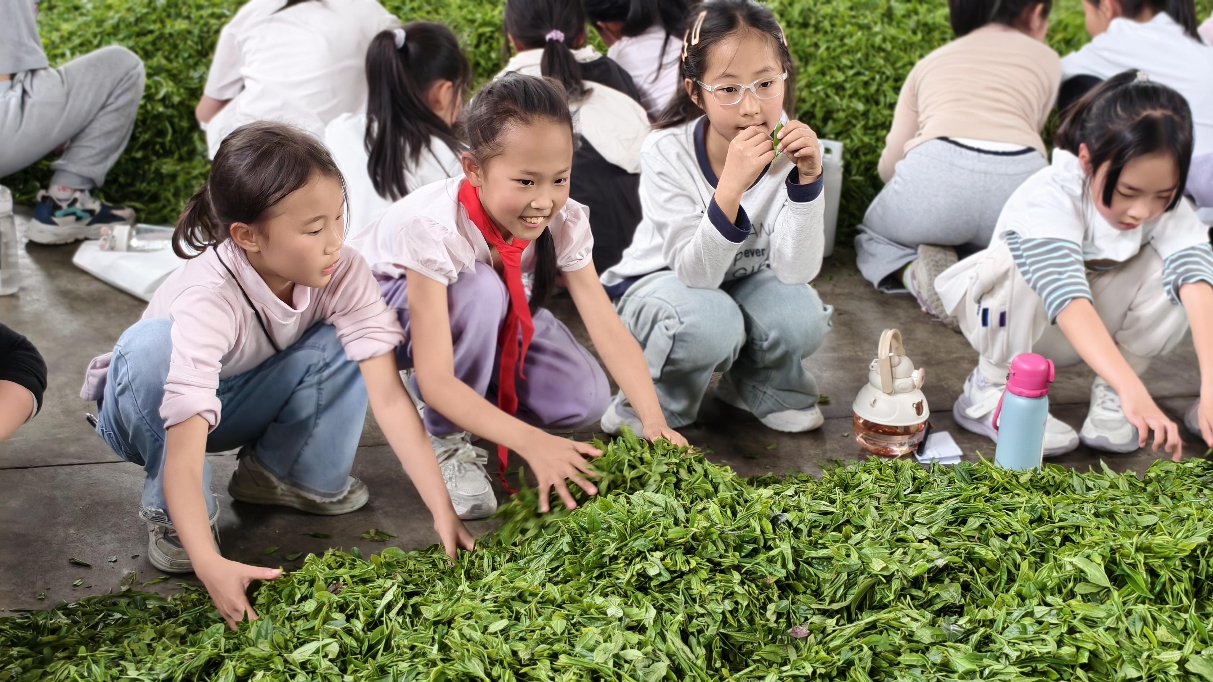 雾渡河镇：寻茶香古韵 品劳动甘甜