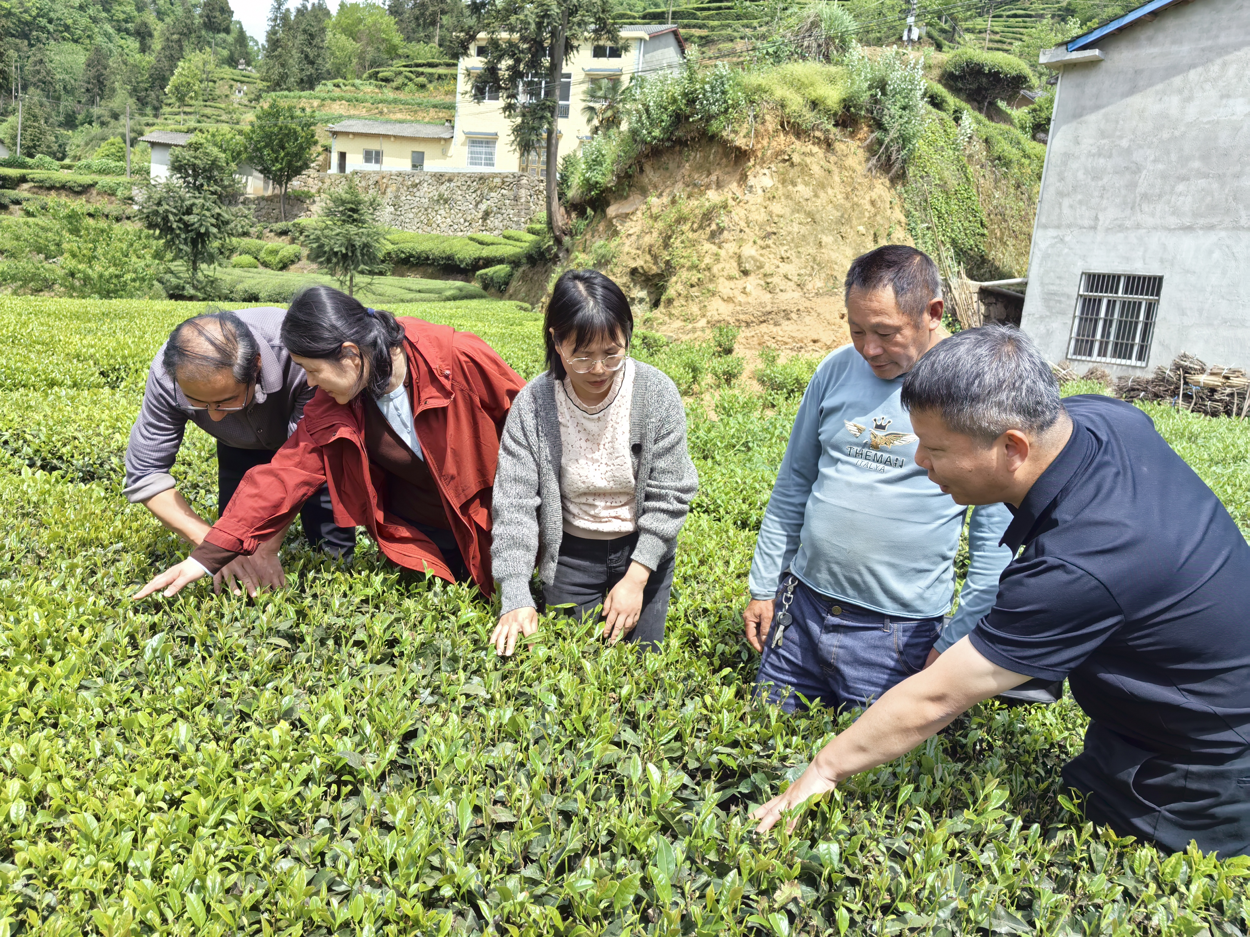 省级专家实地把脉茶树种质 赋能良种选育发展
