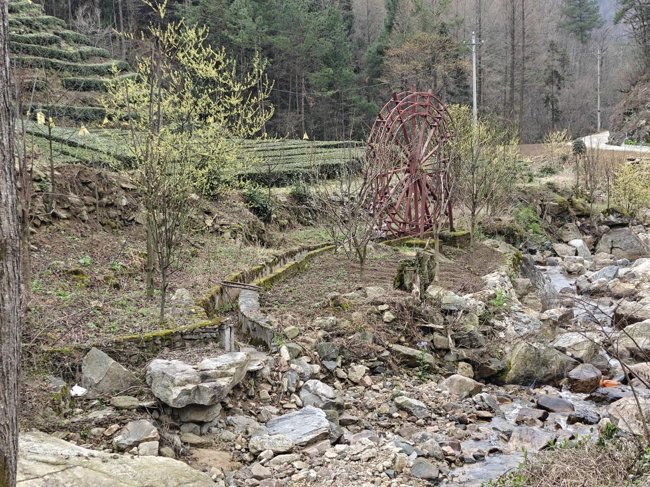 且将新火试新茶——犁耳坪茶场头采春茶开园