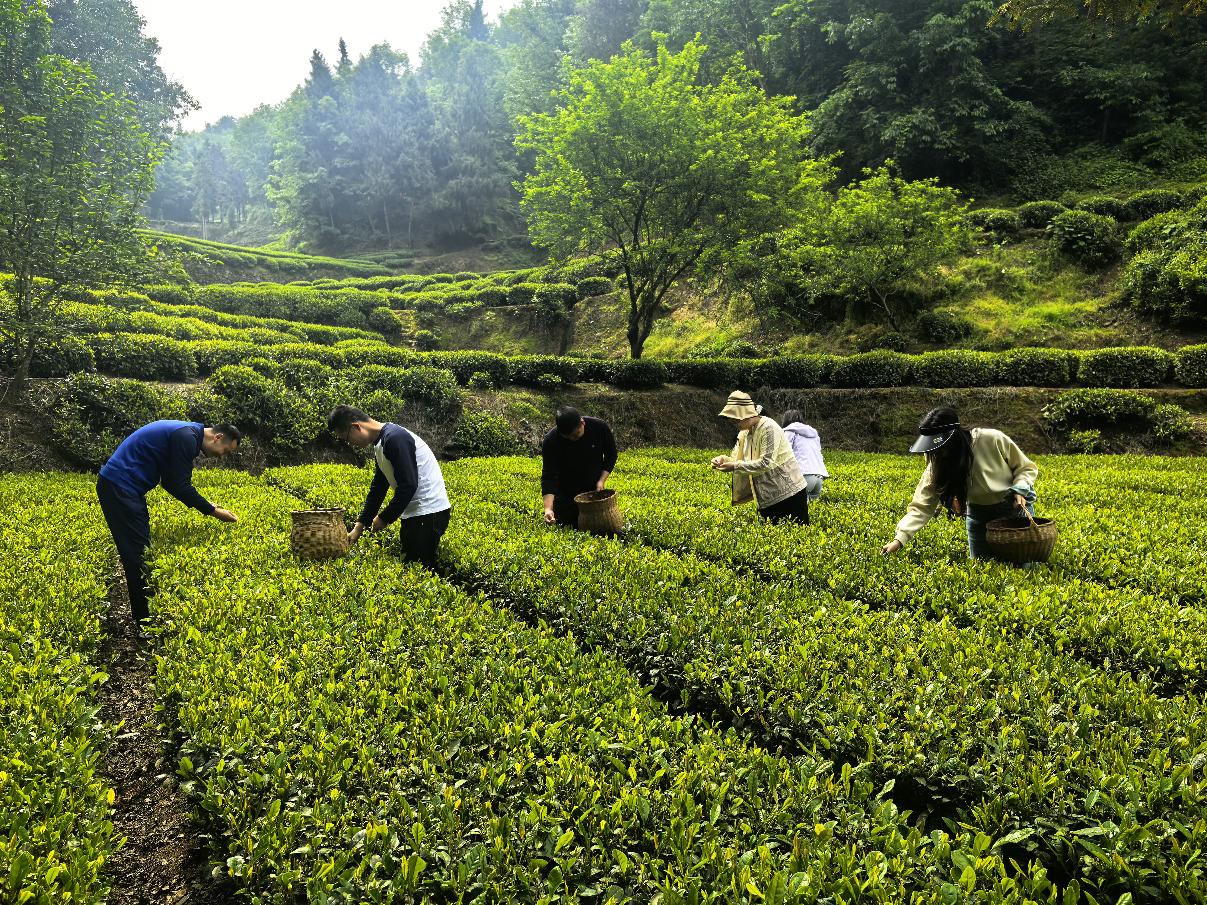 党建引领助农兴茶 聚力赋能乡村振兴