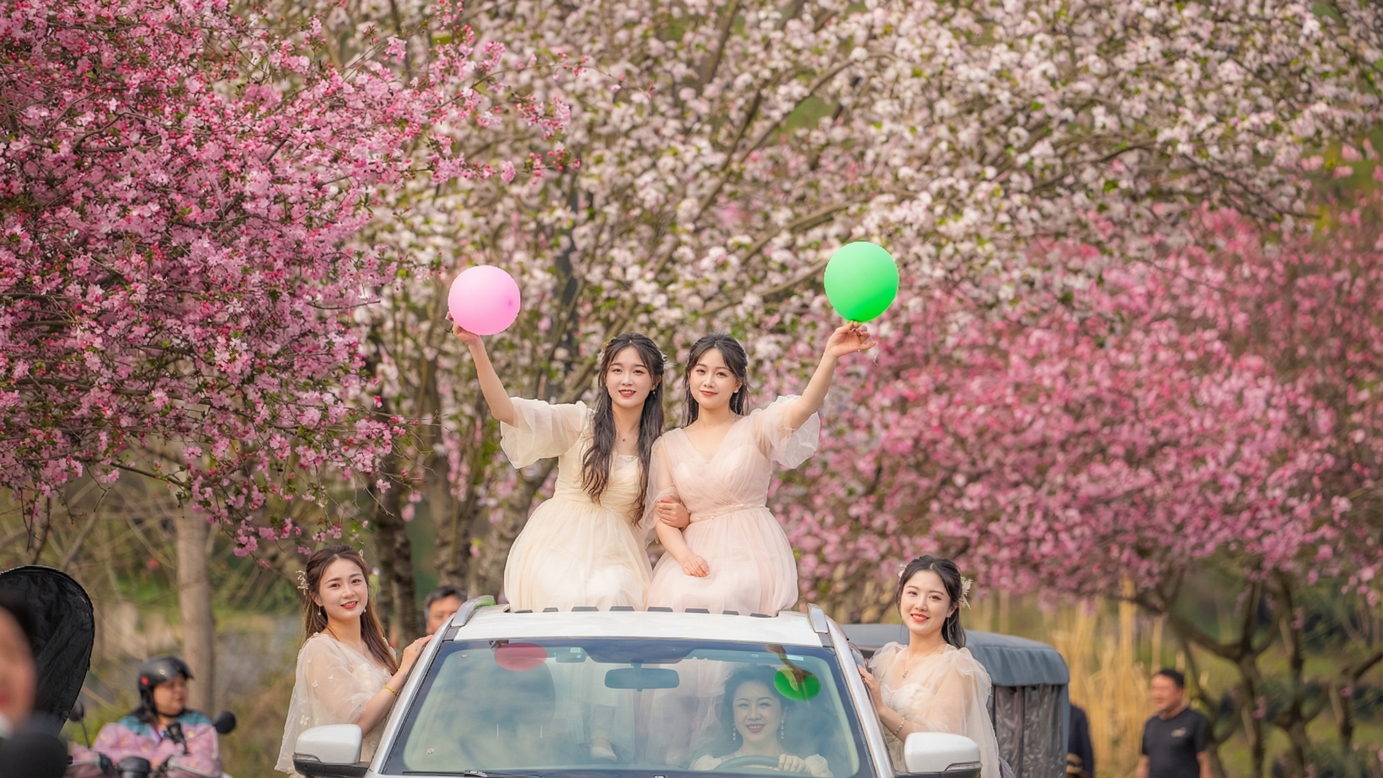 530万浏览量！夷陵海棠花封神了~