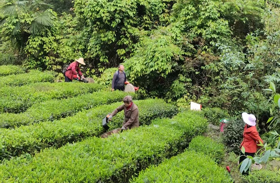 乐天溪镇：义务采摘显真情，邻里互助暖人心