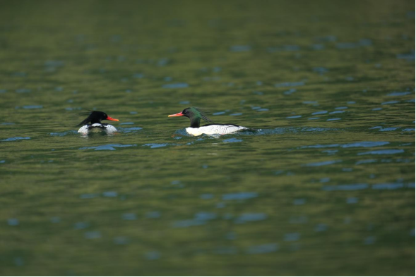 珍稀物种频现！西塞国野生动植物调查获重大突破