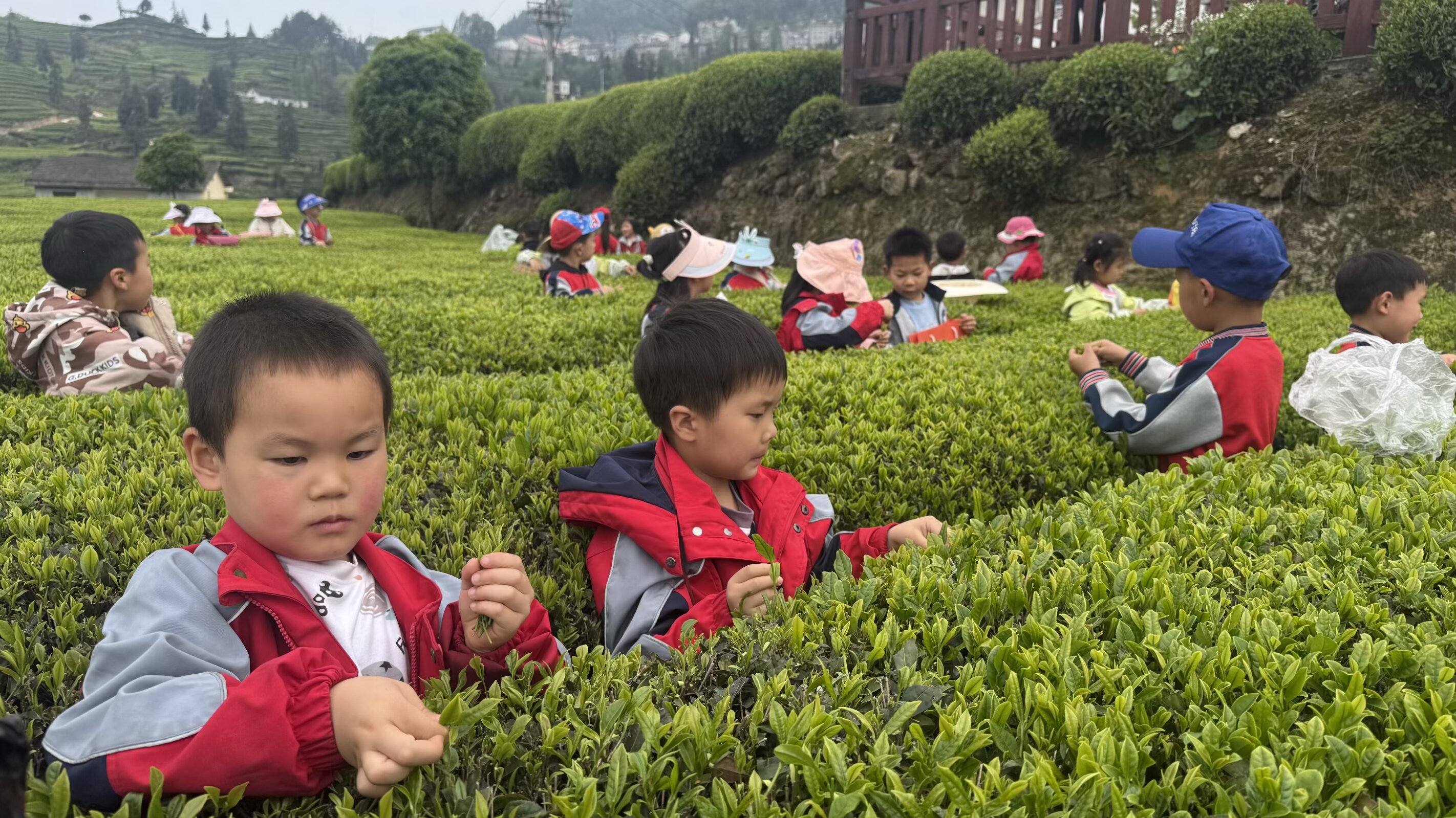 邓村分园：指尖撷春芽 劳动润童心