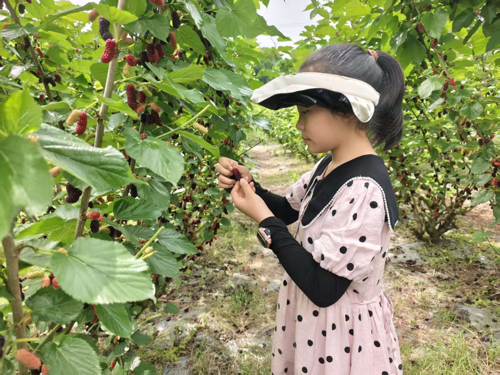 龙泉桑葚满枝头 农旅采摘醉游人