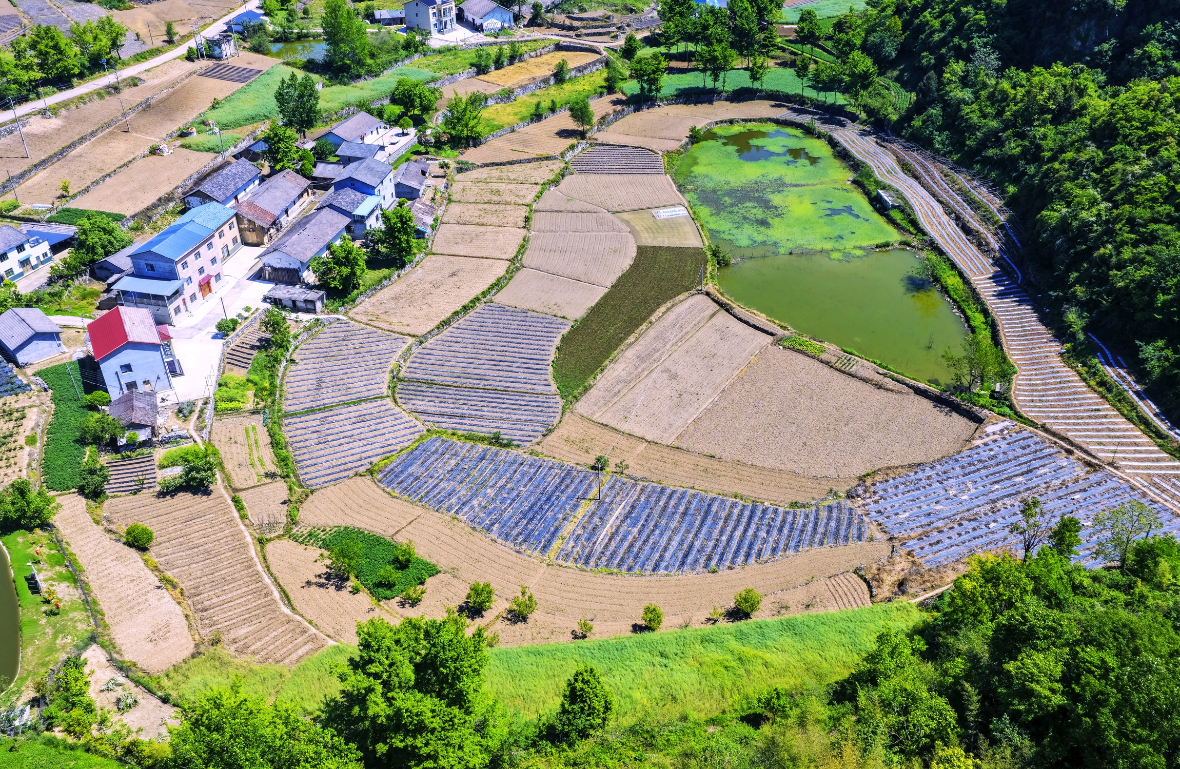 交战垭村：立足高山优势 发展生态农业