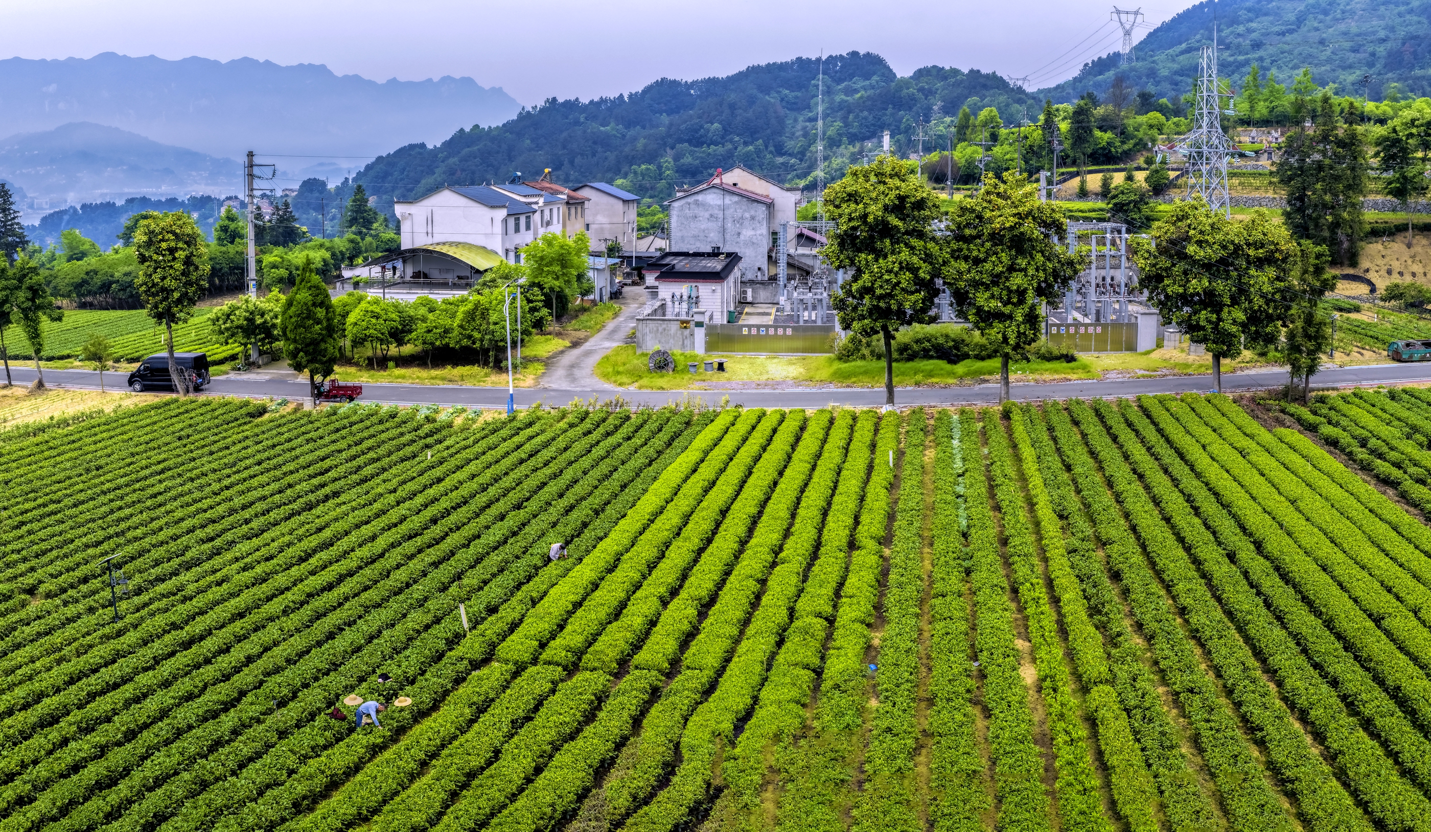 深耕三峡生态好茶 龙峡茶业全链打造夷陵茶产业新标杆