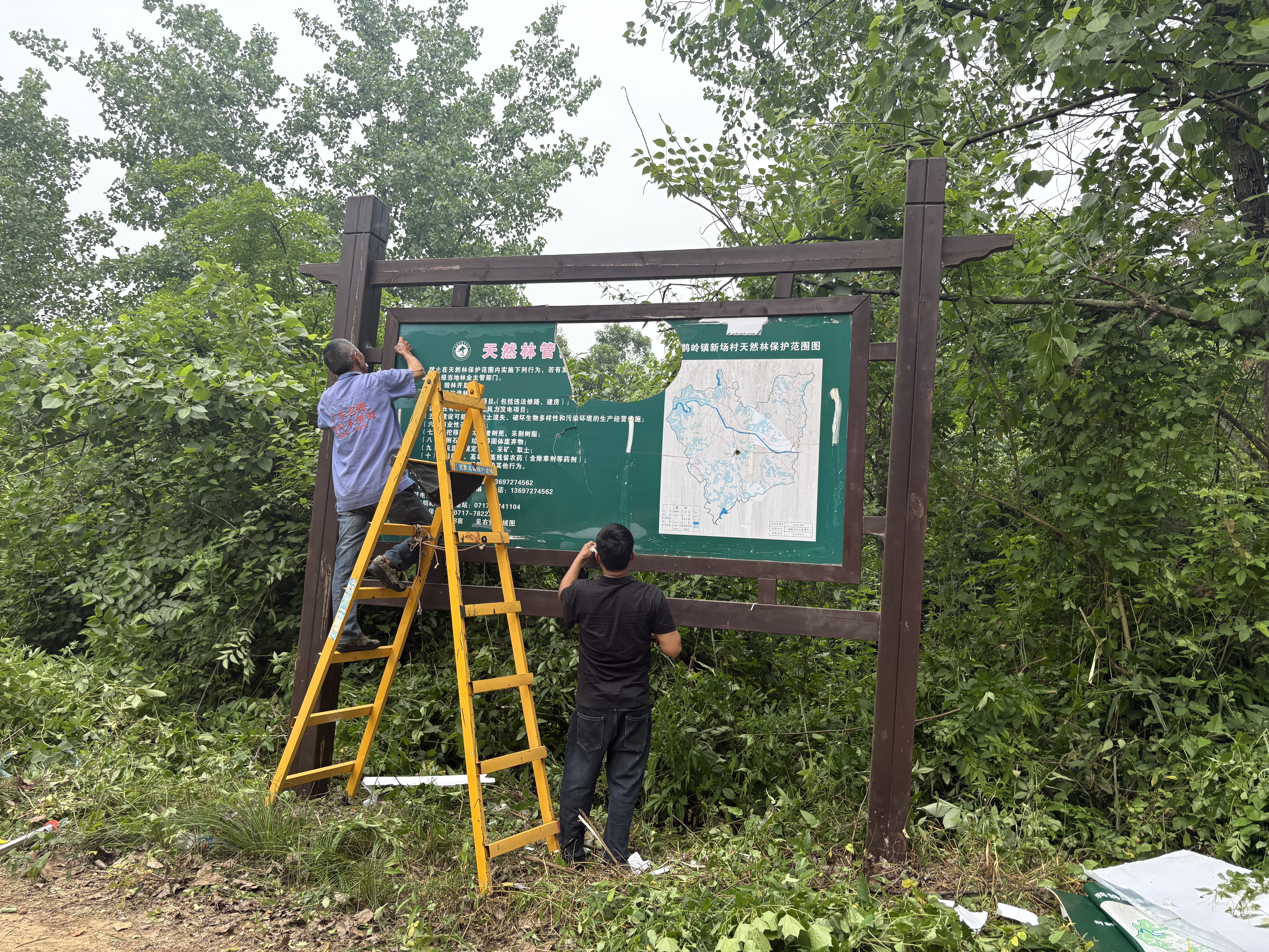 鸦鹊岭镇：天然林保护牌换装 打造林区“绿色名片”