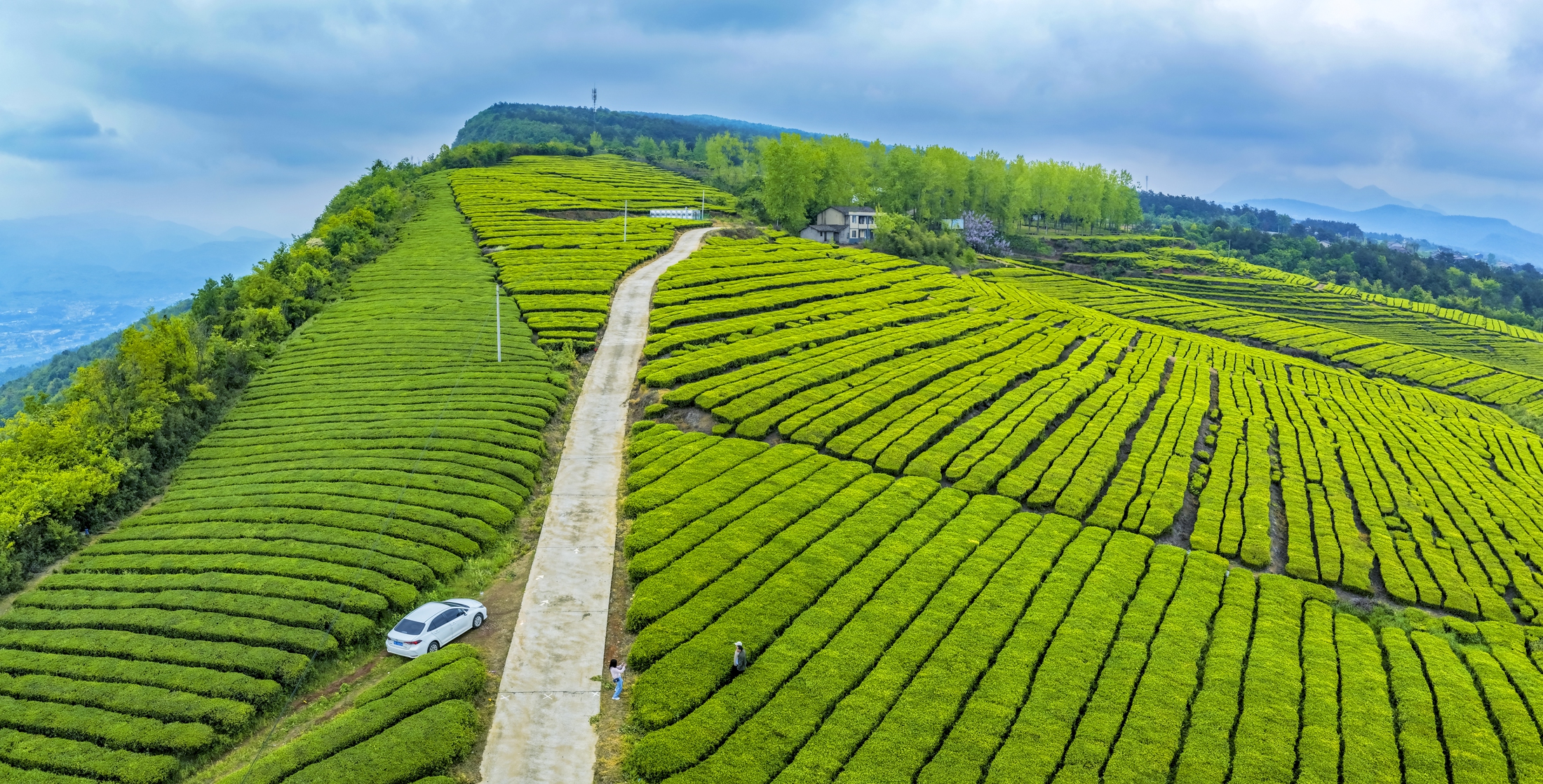 夷陵黄花背马山：千亩茶园叠翠，春茶丰收绘就生态画卷