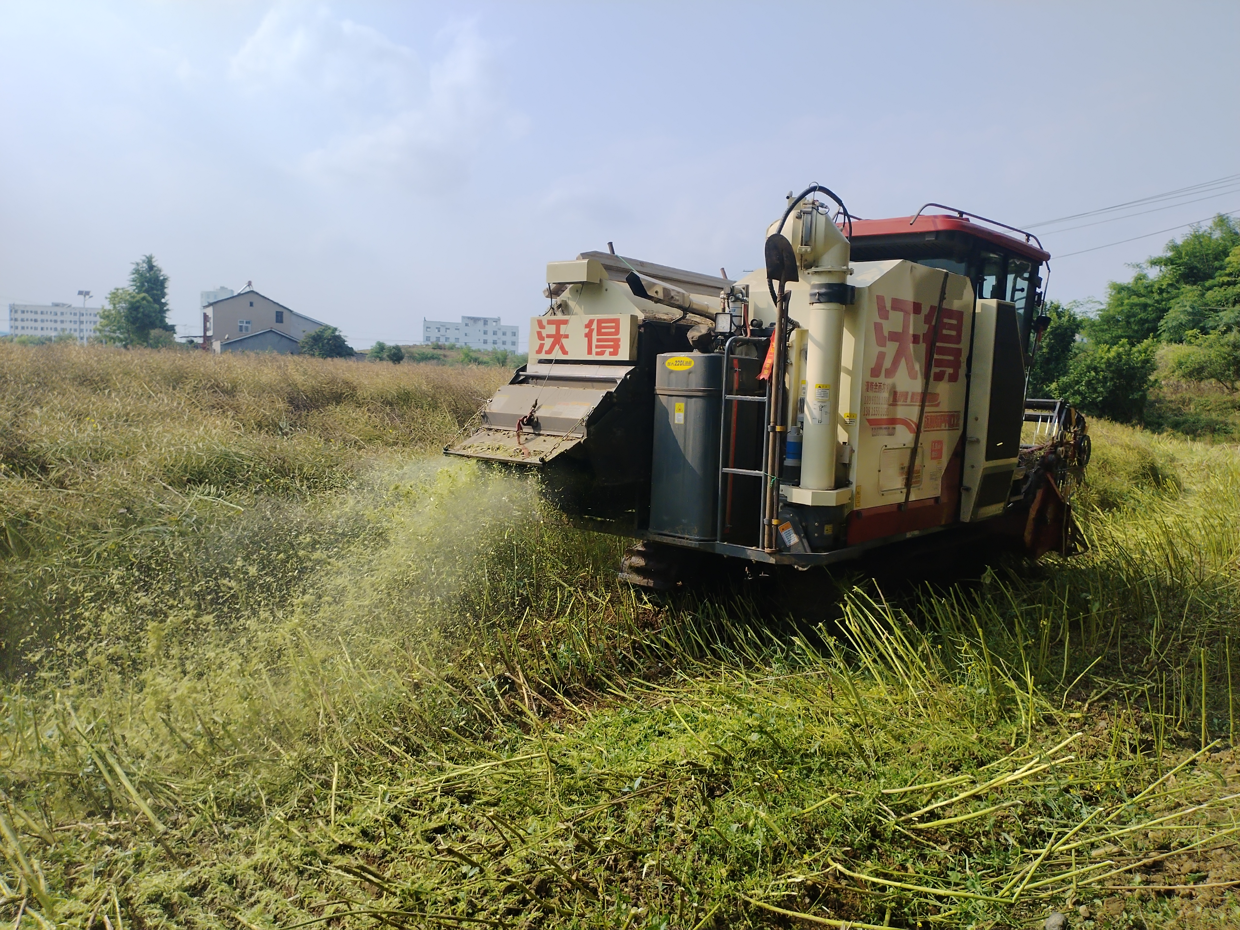 鸦鹊岭镇：抢抓晴好天气 全力抢收油菜
