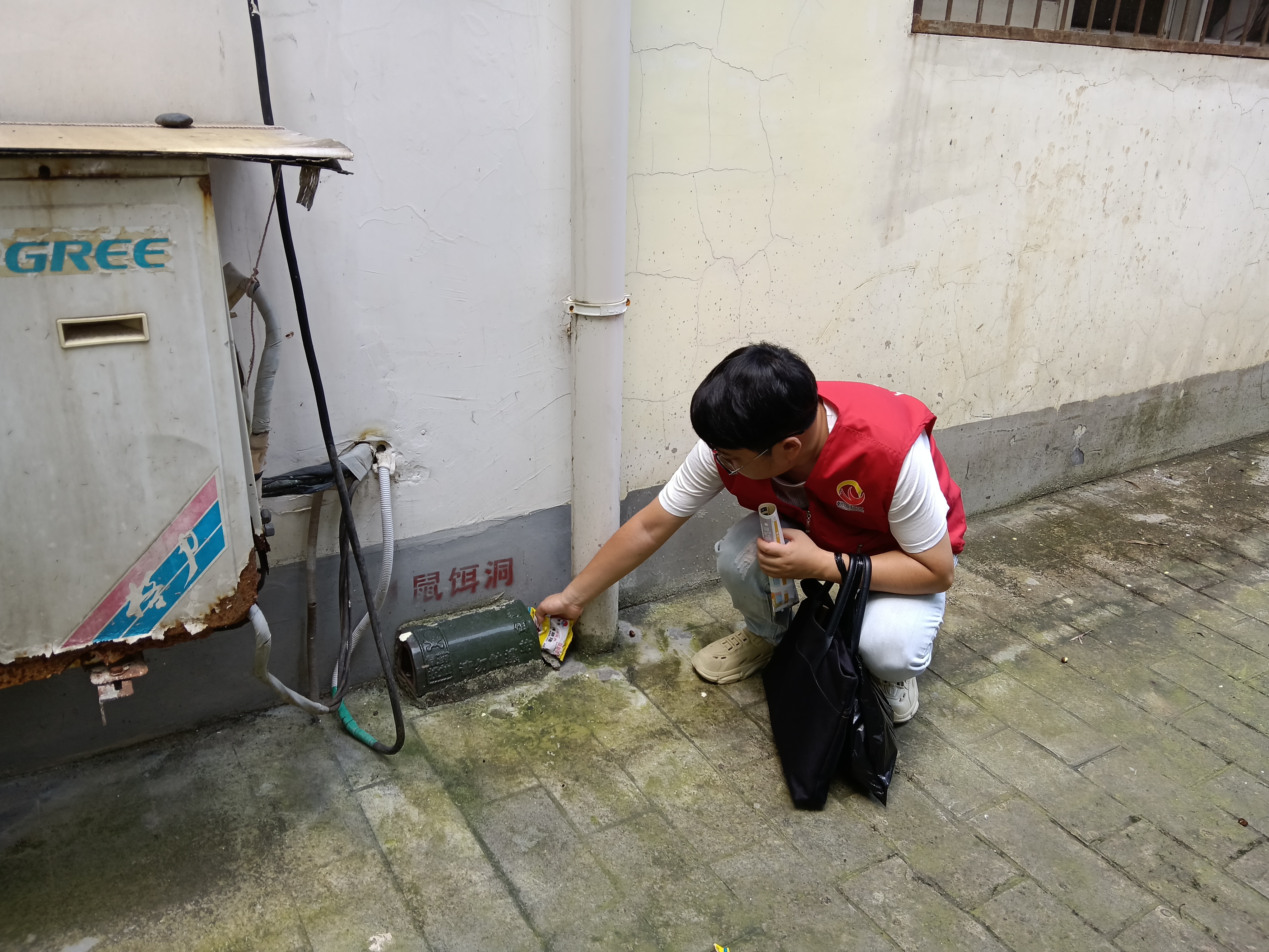 朝阳社区：除四害防隐患 投鼠药保平安