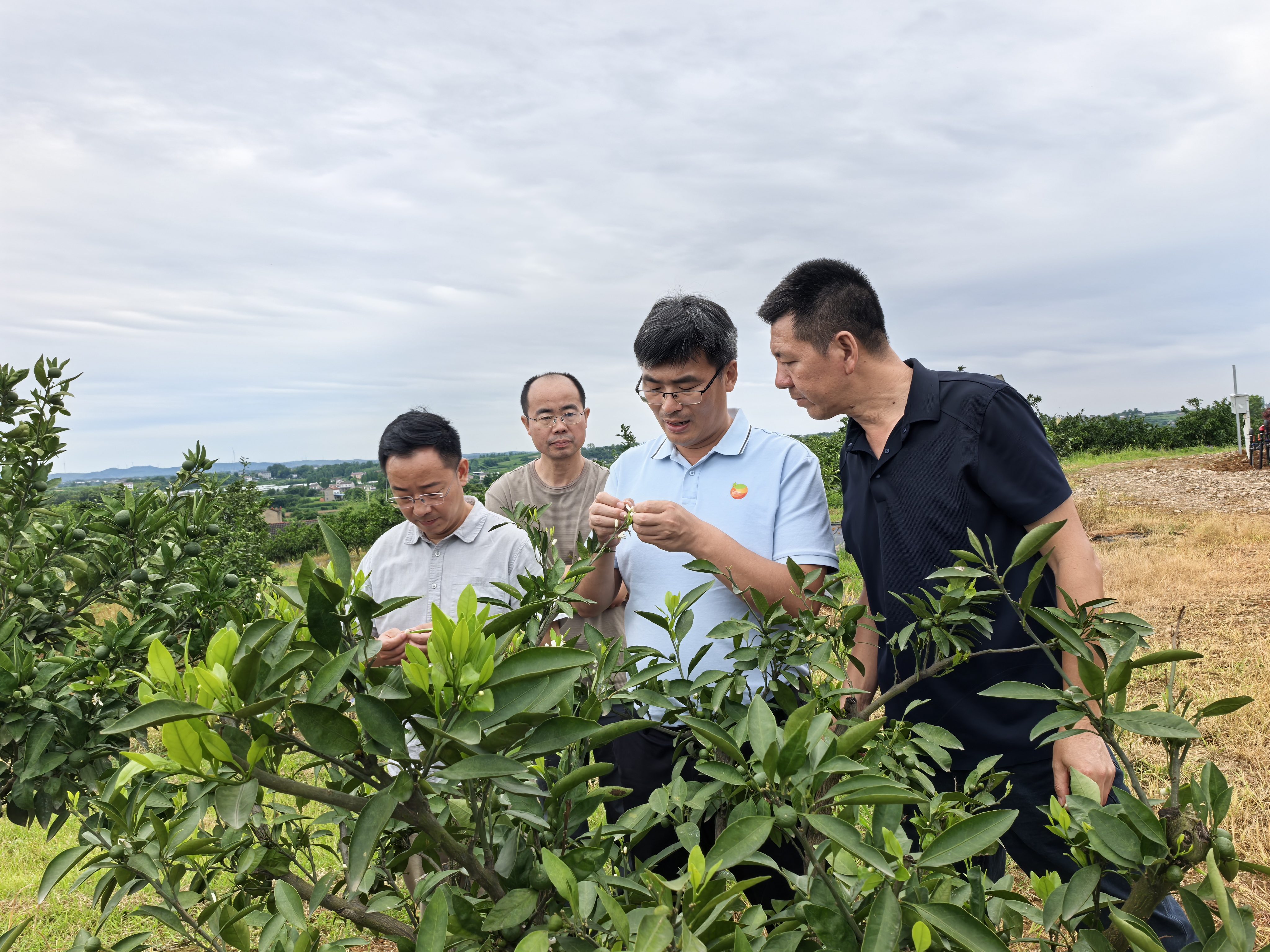 省水果产业技术体系专家赴夷陵指导柑橘田管