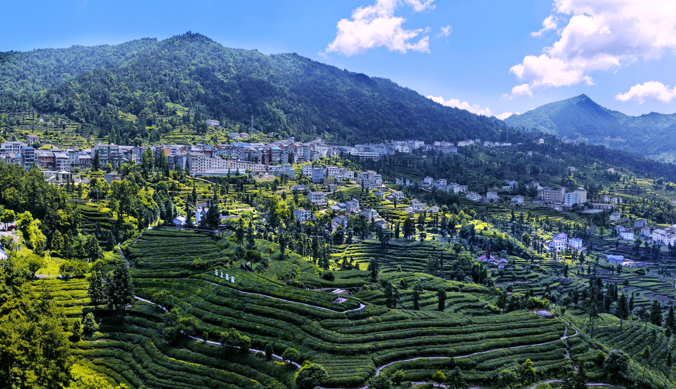夷陵邓村：六月茶山铺翠浪 山居入画醉青山