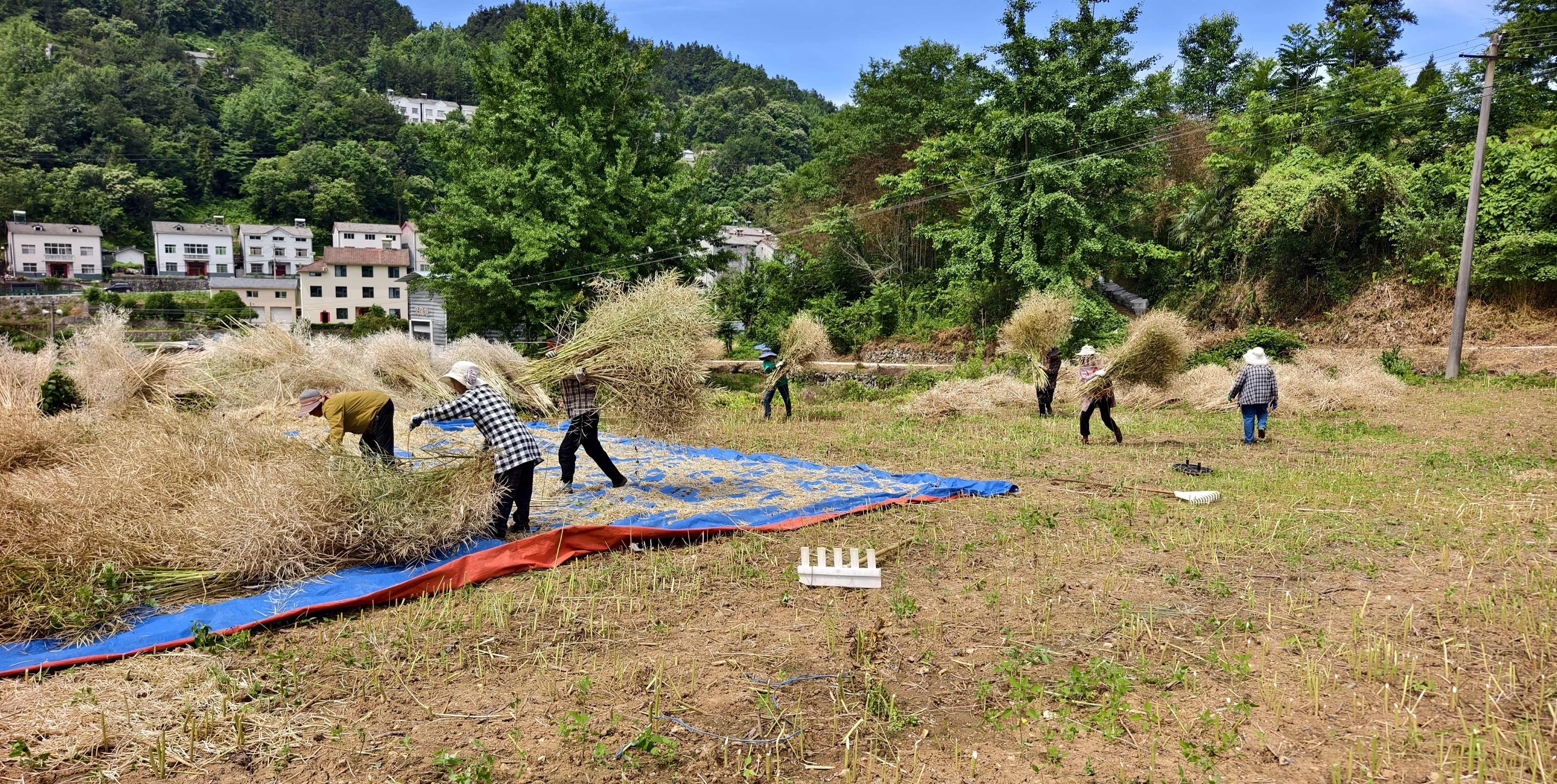 樟村坪镇砦沟村：50亩油菜田喜获丰收 “金花海”里榨出乡村振兴“致富油”