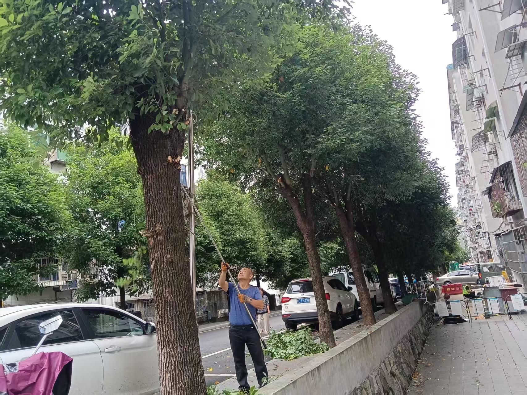 望江社区：银发志愿者义务修枝清障点亮美丽家园
