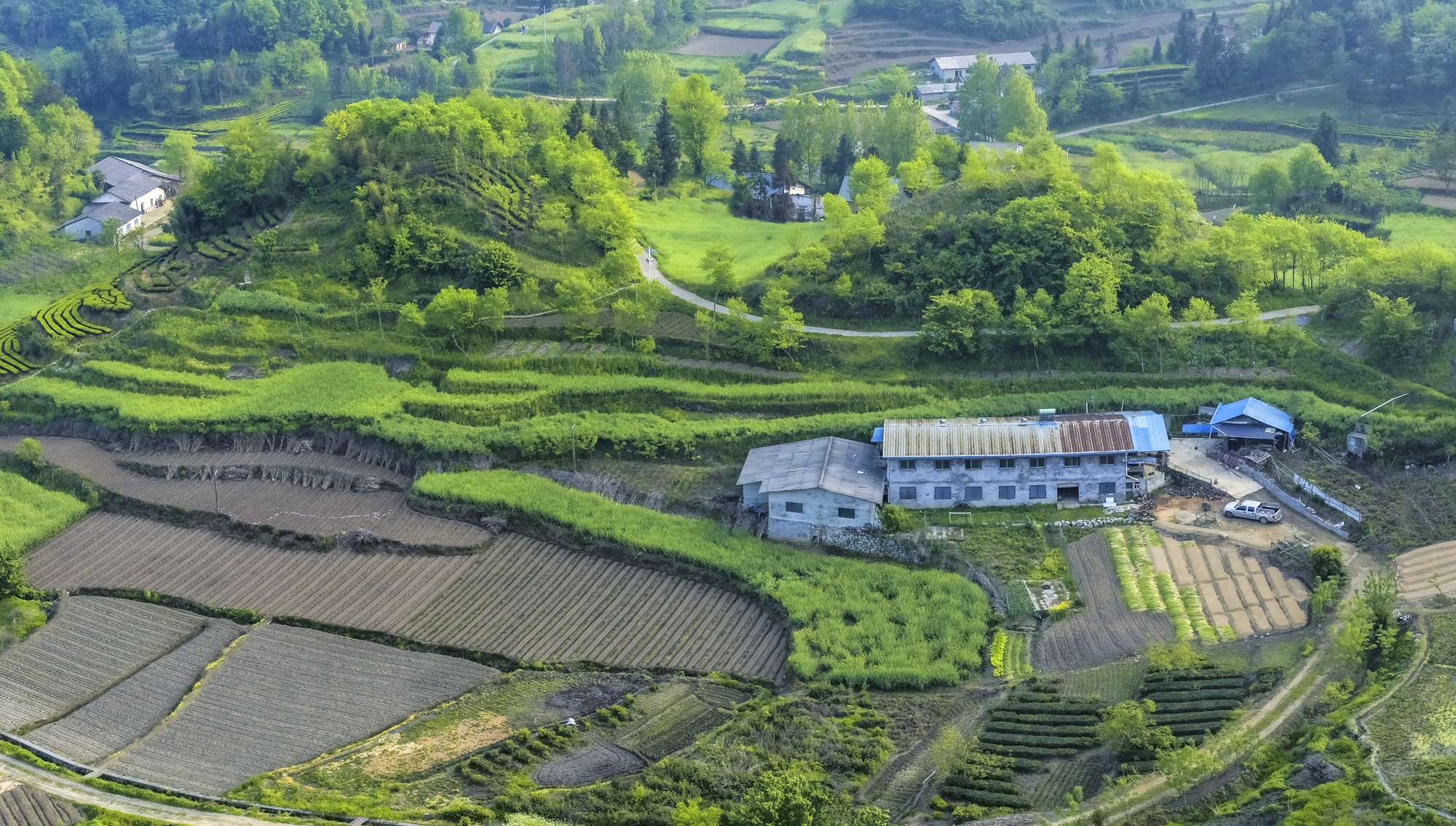 药香漫山产业兴 马宗岭两千余亩中药材铺就振兴路