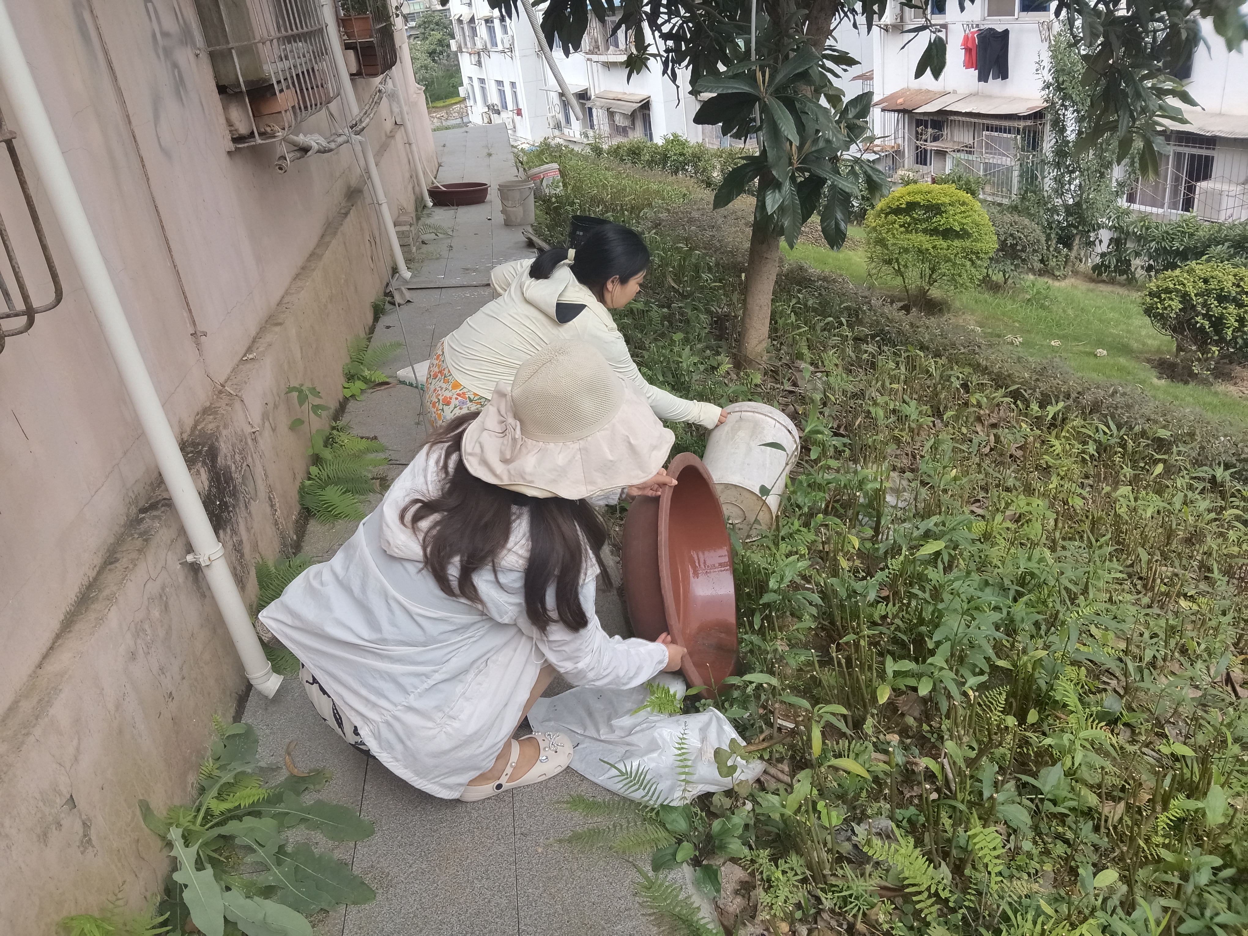望江社区：翻盆倒罐清积水 群防群控护健康