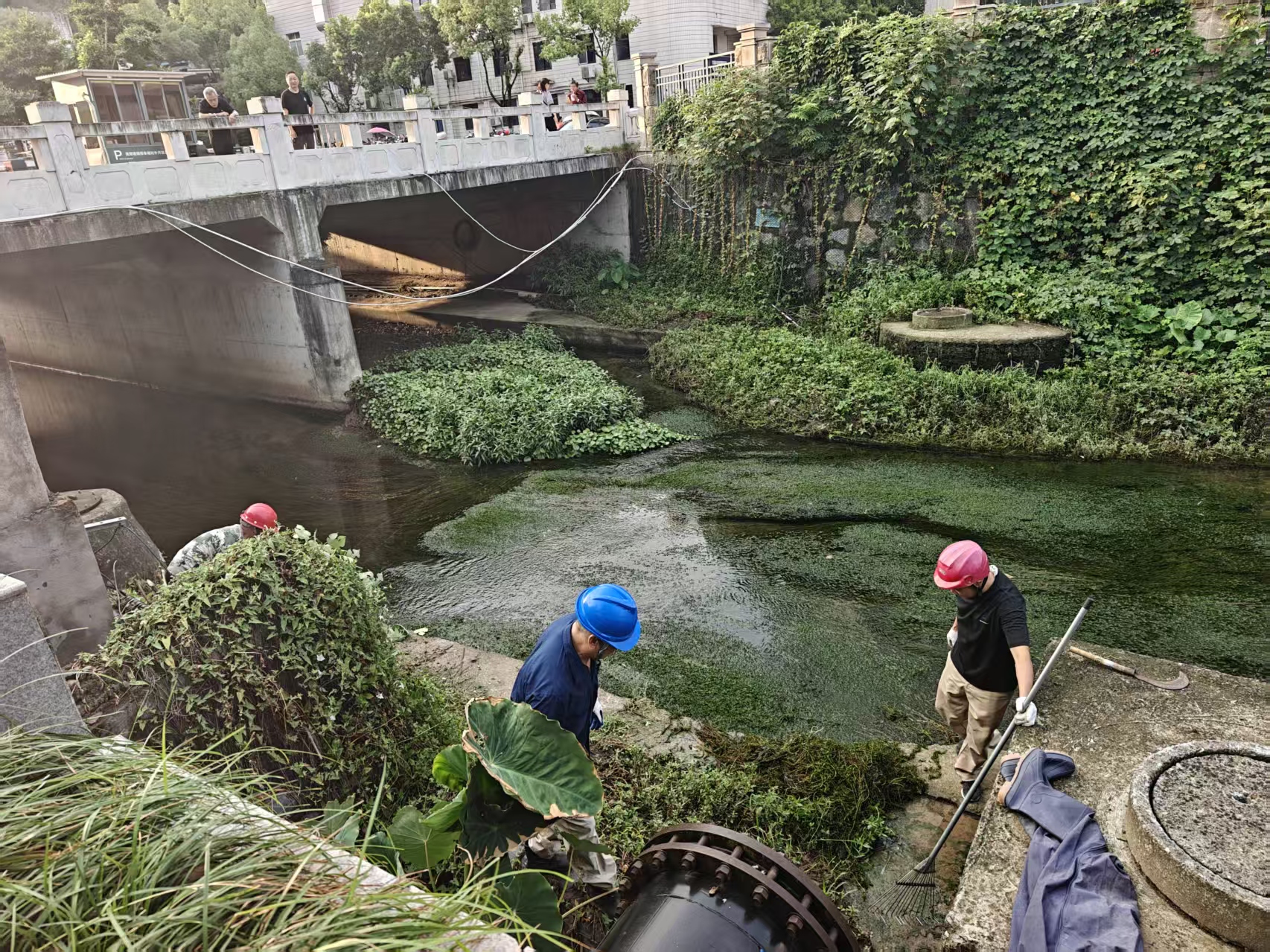 东湖社区：清理河道护碧水 美化环境惠民生