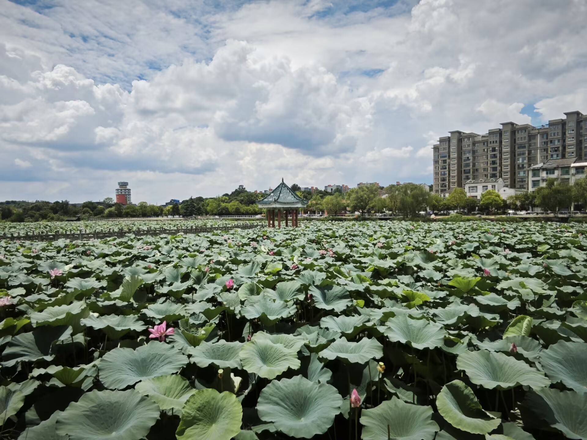 柏临河夏荷