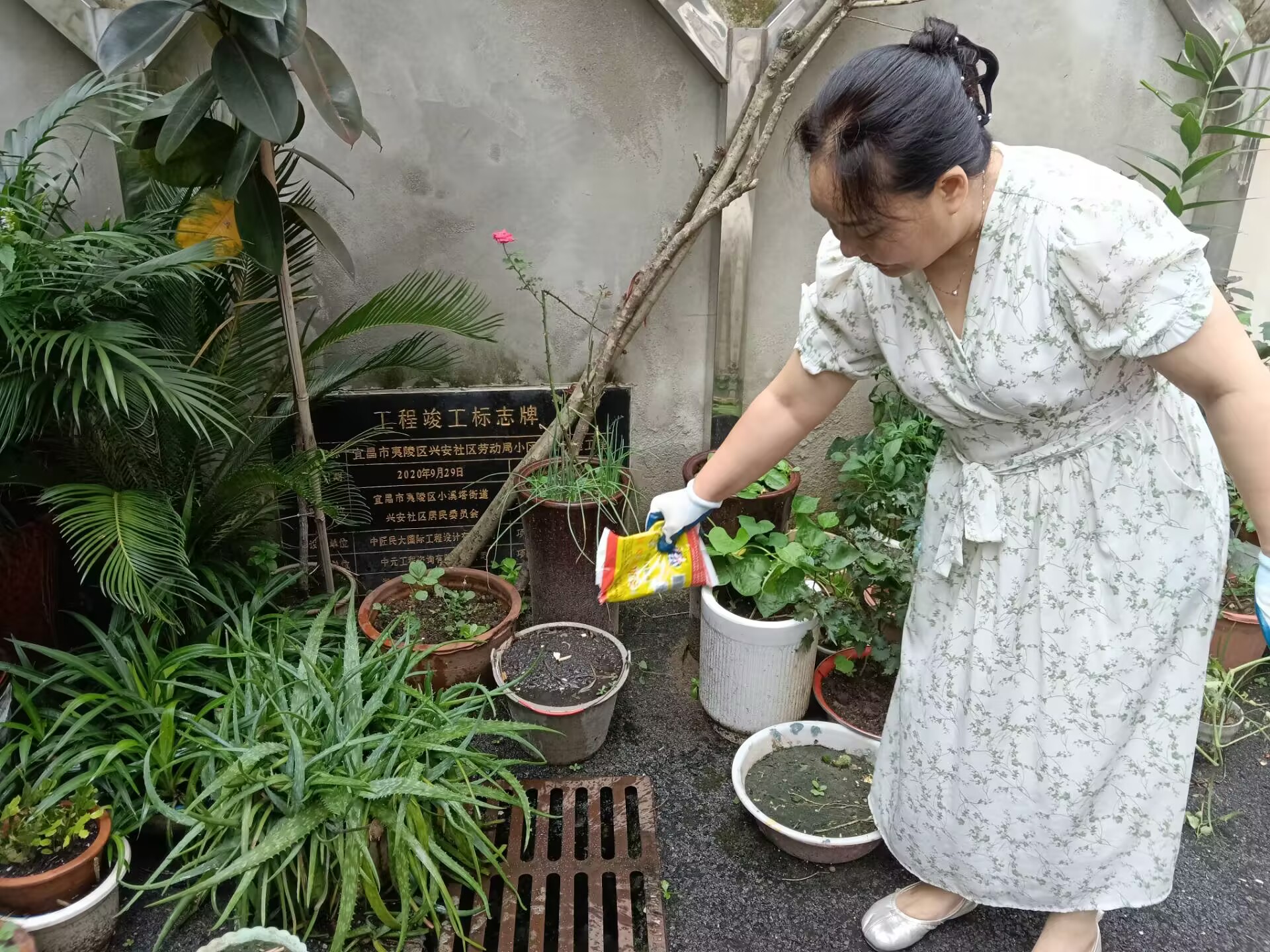 兴安社区：翻坛倒罐清积水 消杀防蚊护安康