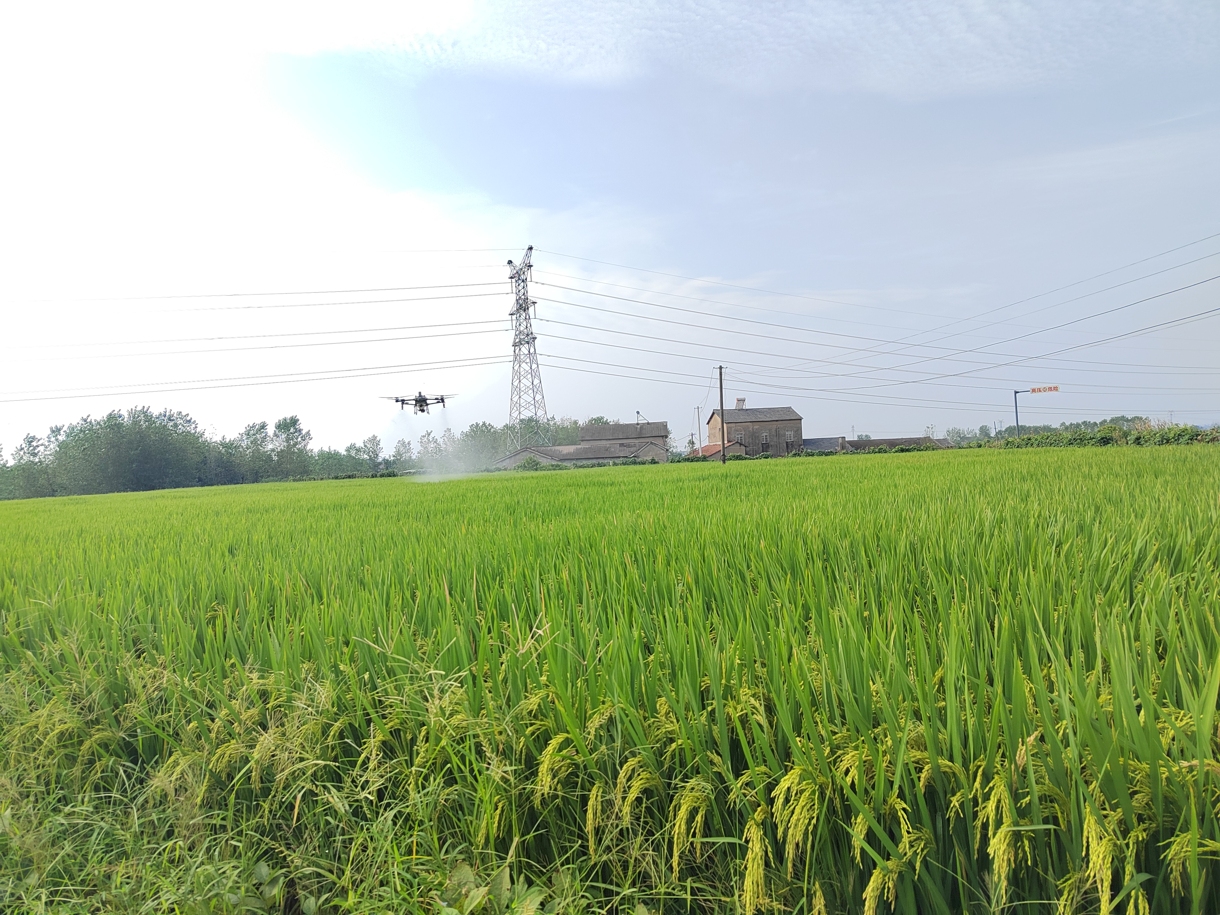 鸦鹊岭镇：精准防控水稻虫害 筑牢粮食丰收防线