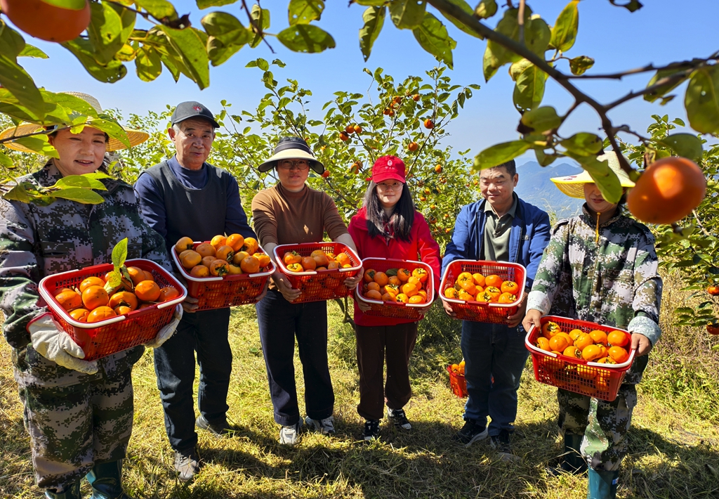 荒坡结出“金果果” 百里荒高山脆柿迎来首茬丰收