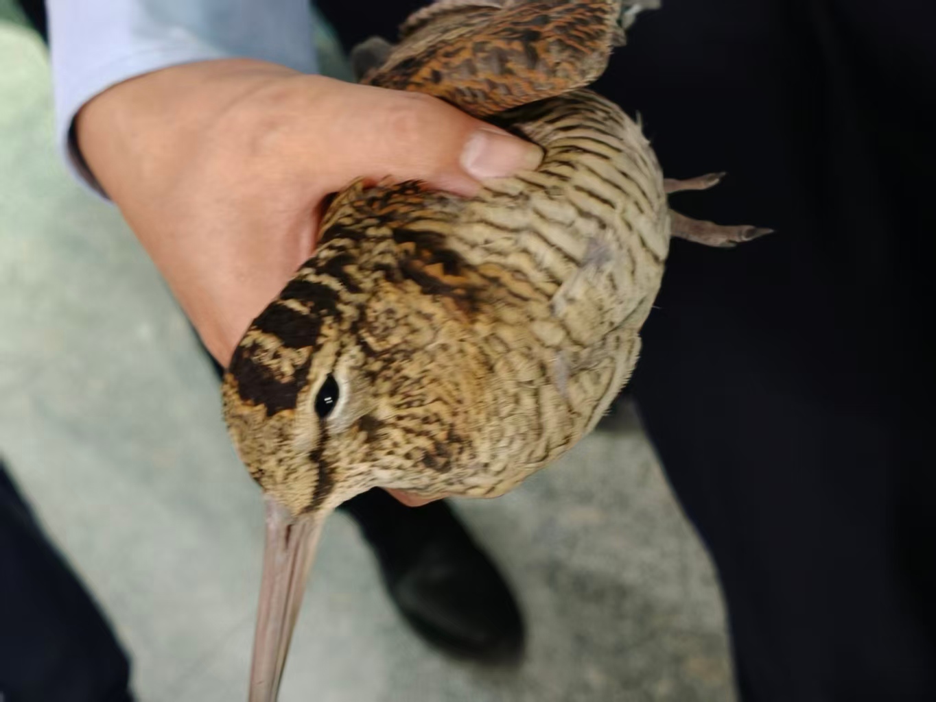 温情救助迷途动物 悉心呵护坝区生态