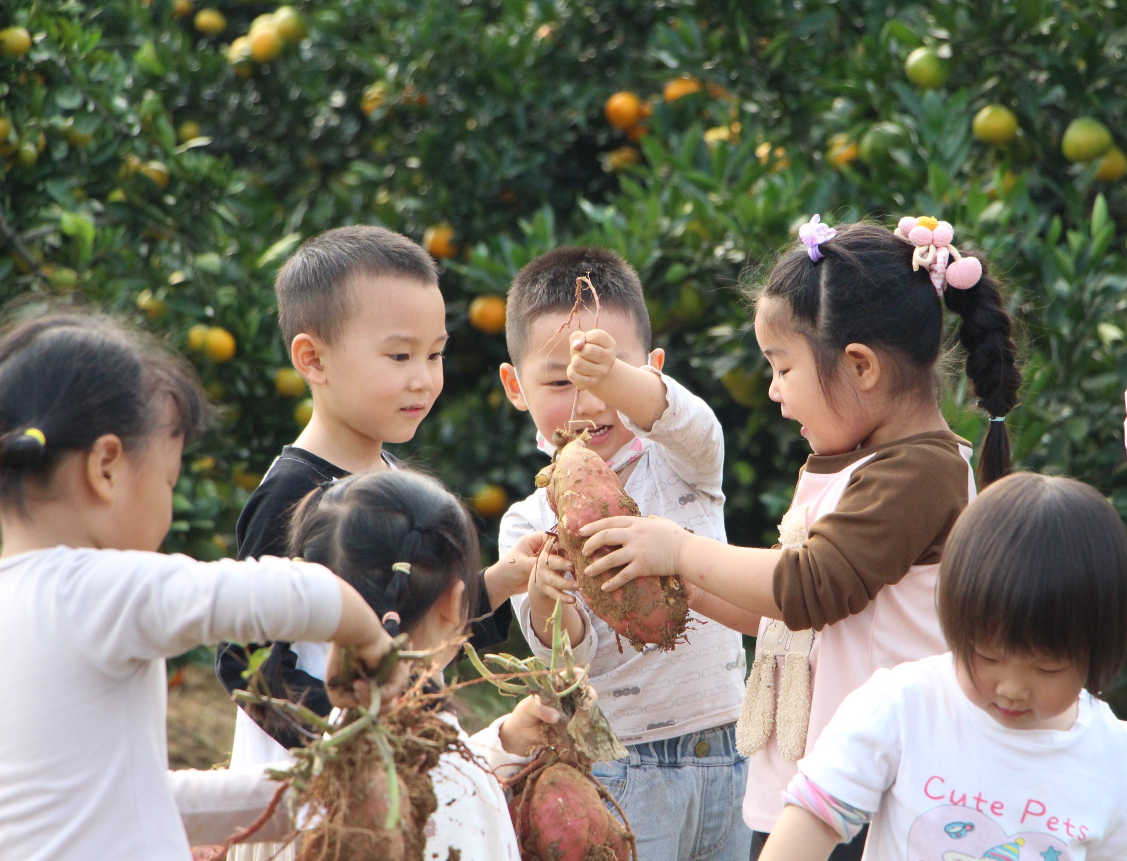 黄花分园：趣挖红薯 乐享秋收